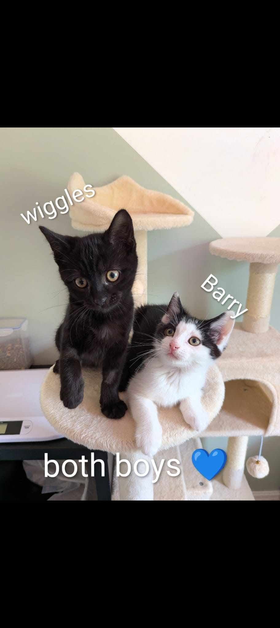 Wiggles & Barry