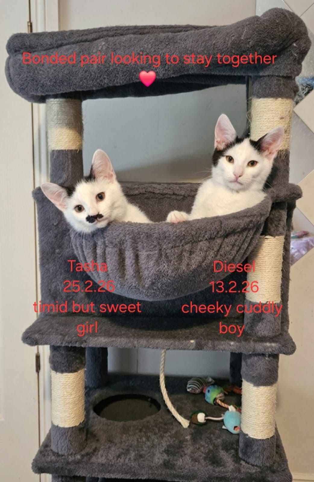 Tasha & Diesel