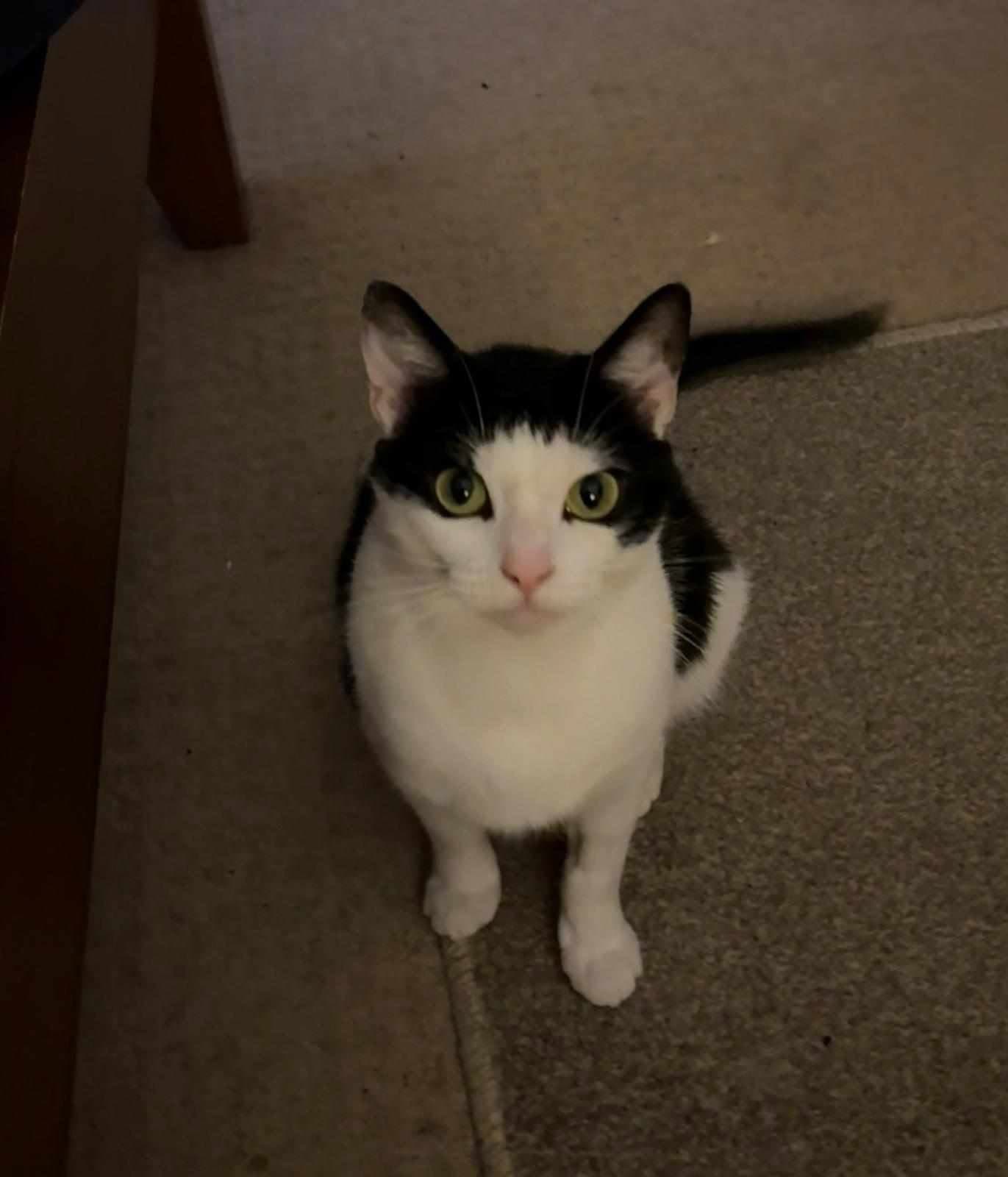 Clemmie
