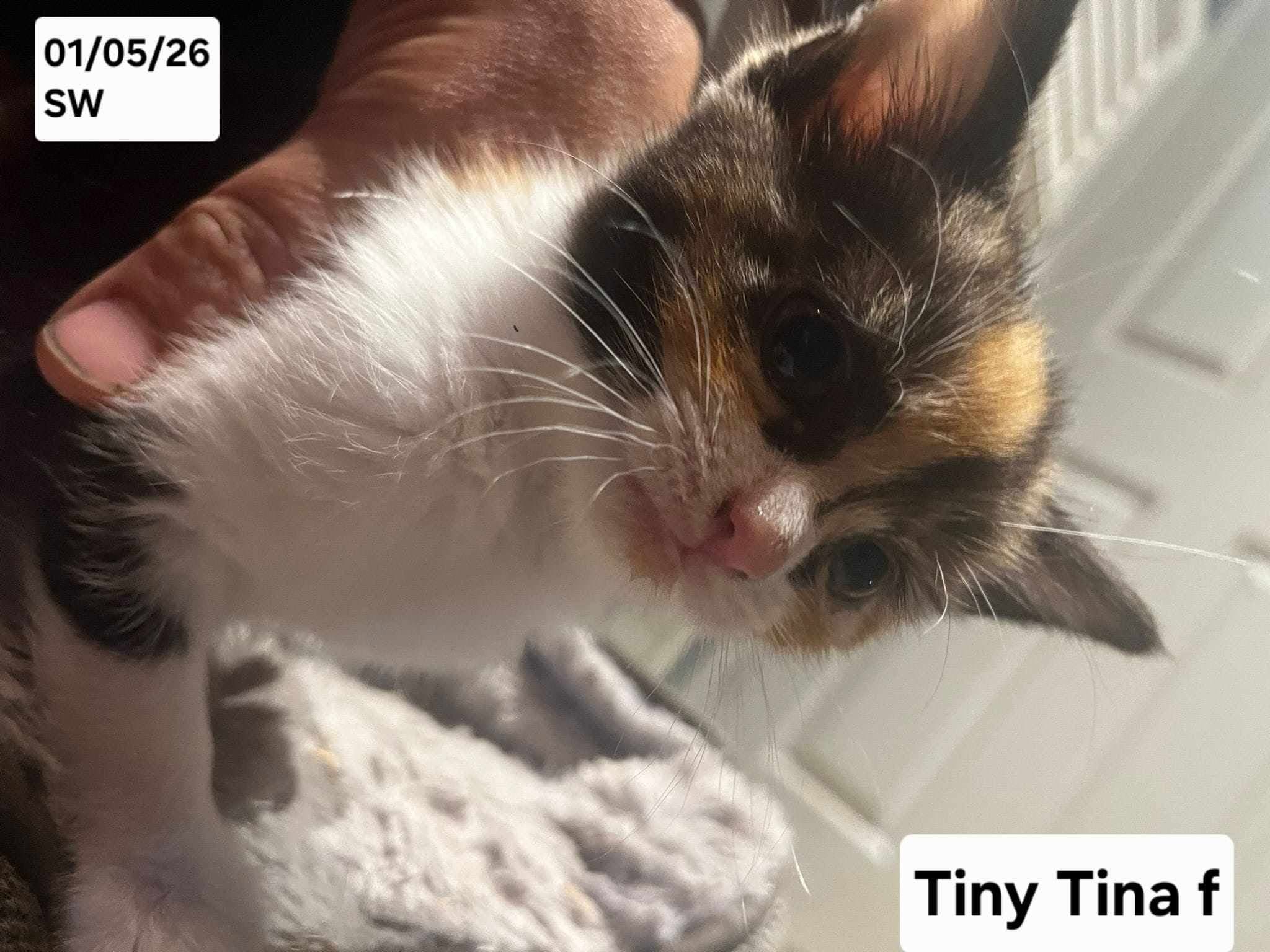 Tiny Tina