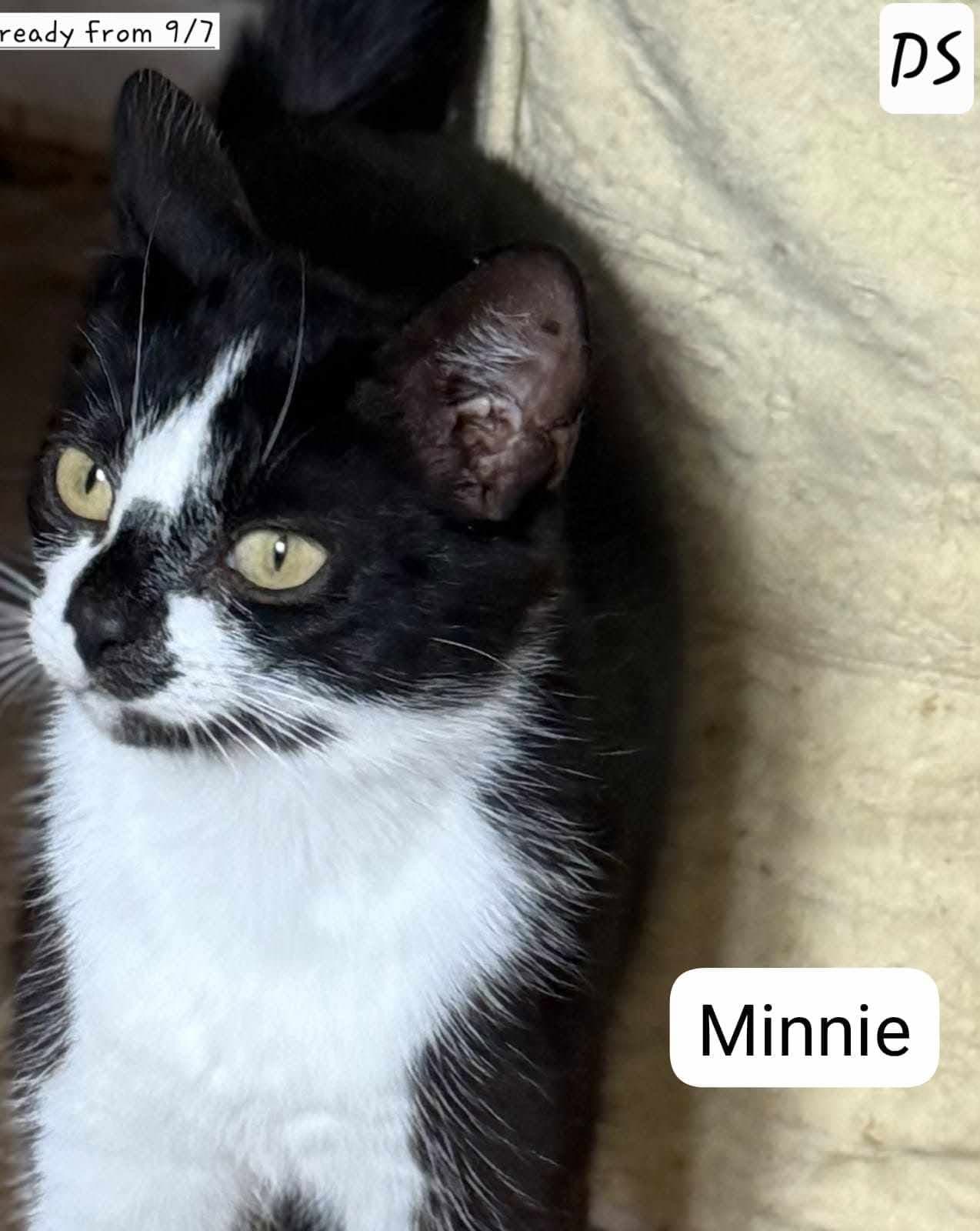 Minnie
