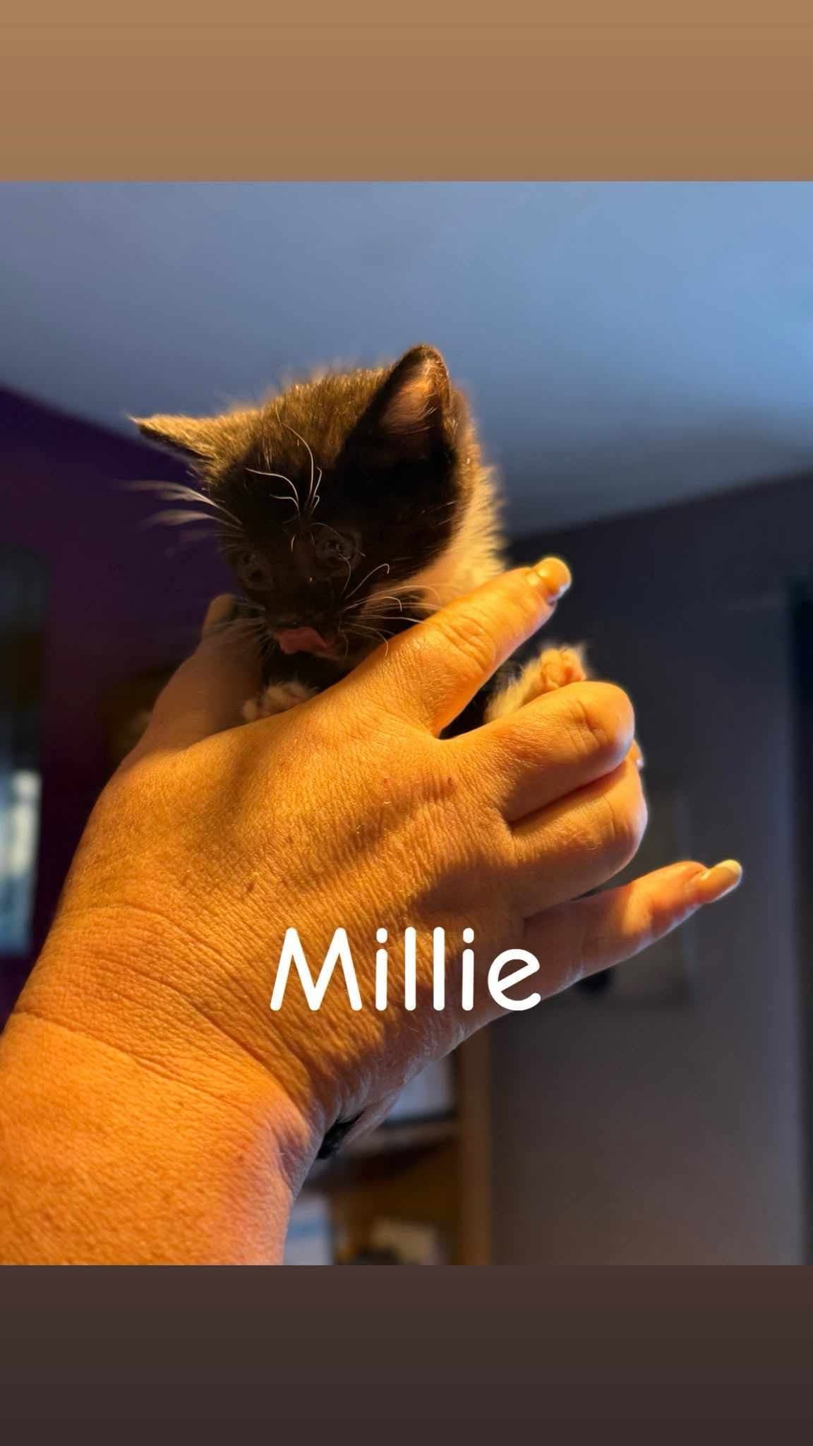 Millie