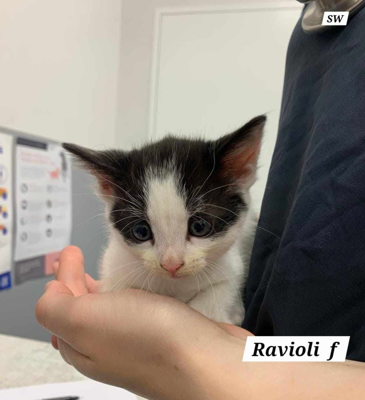 Ravioli