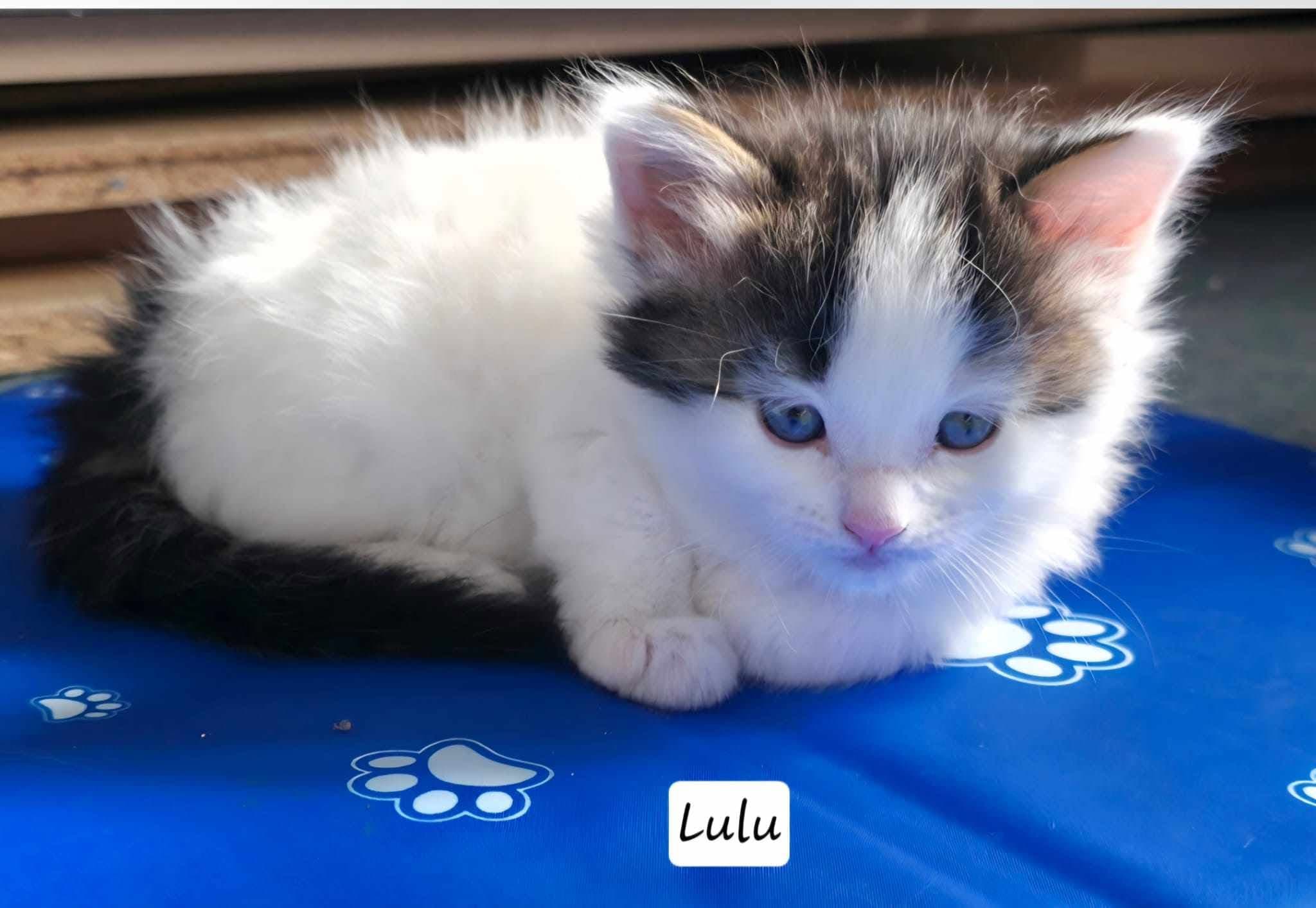 Lulu