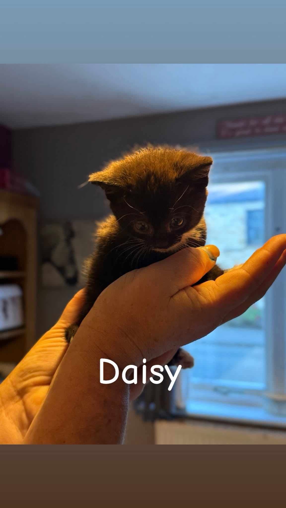 Daisy