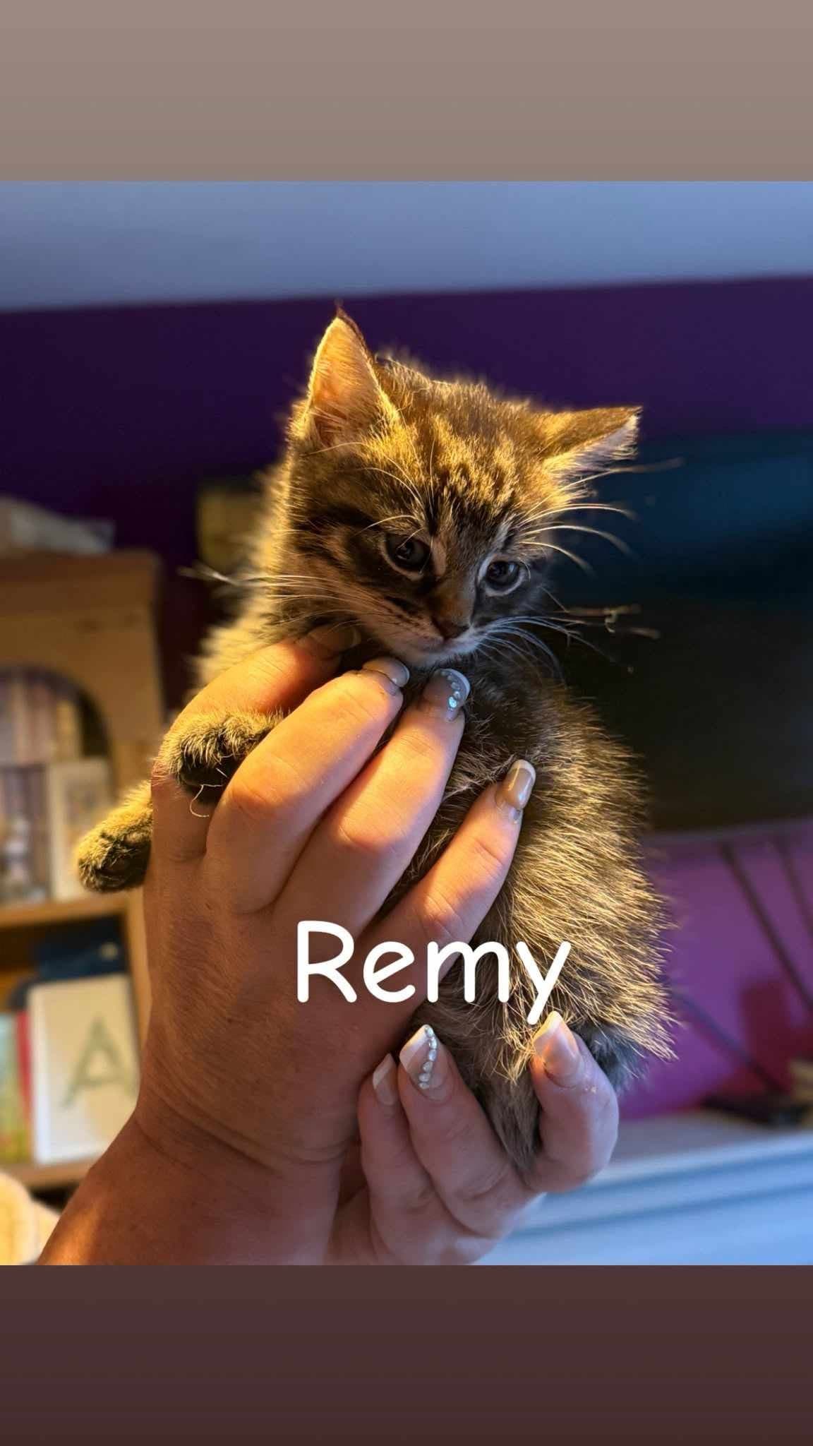 Remy
