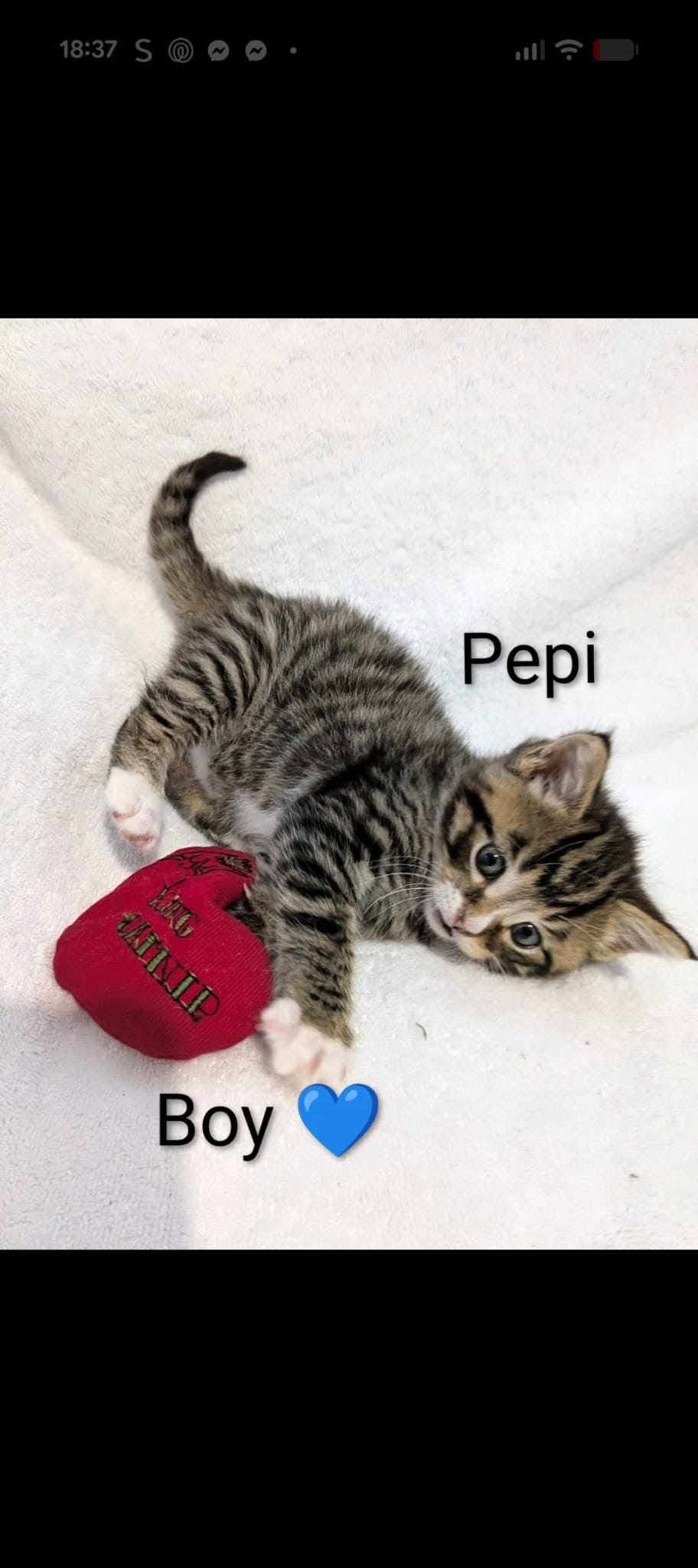 Pepi