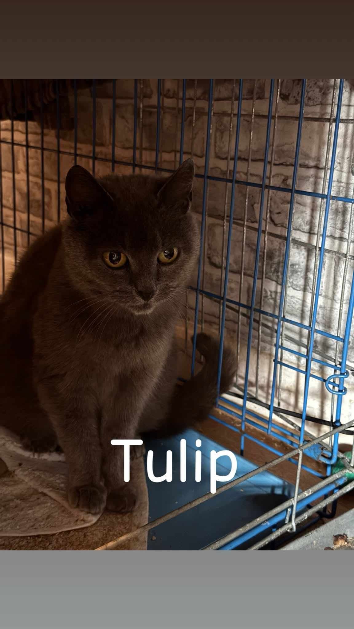 Tulip