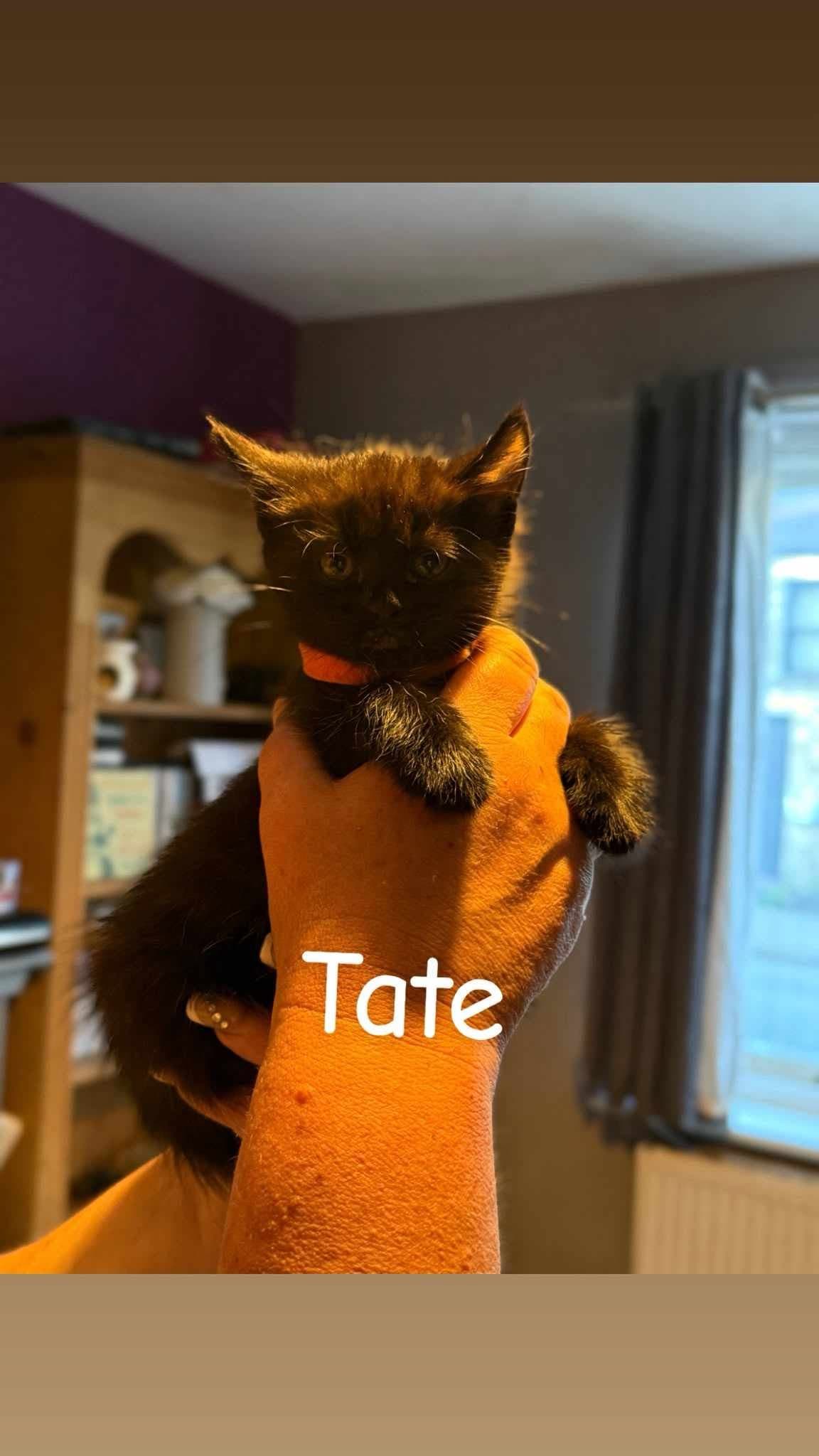 Tate