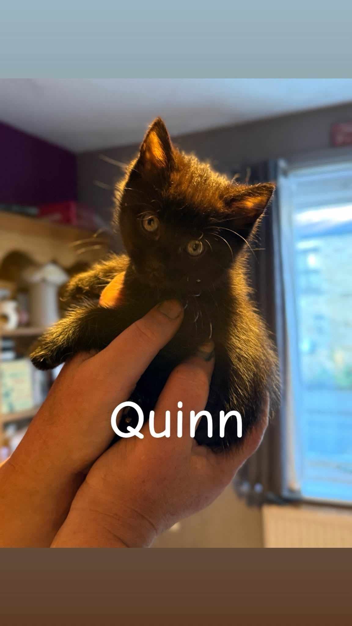 Quinn