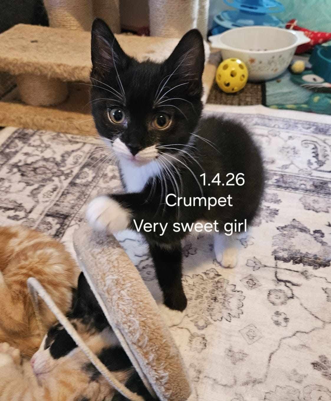 Crumpet