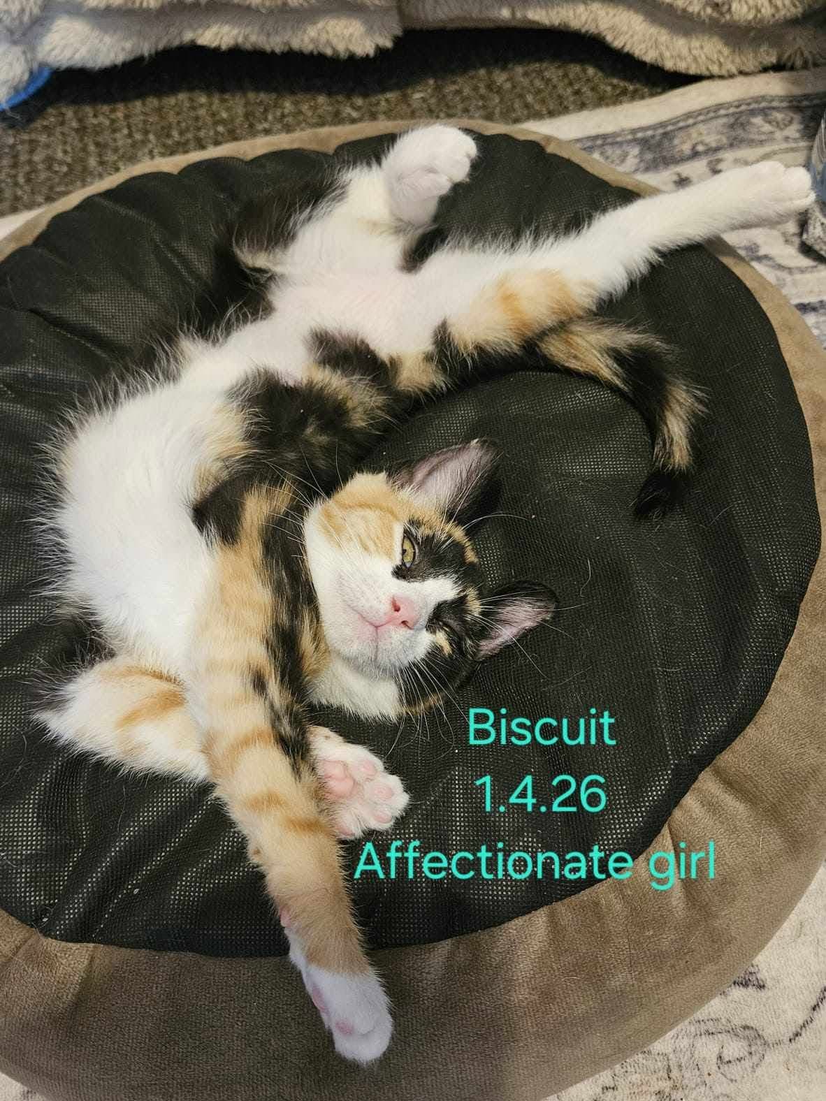 Biscuit