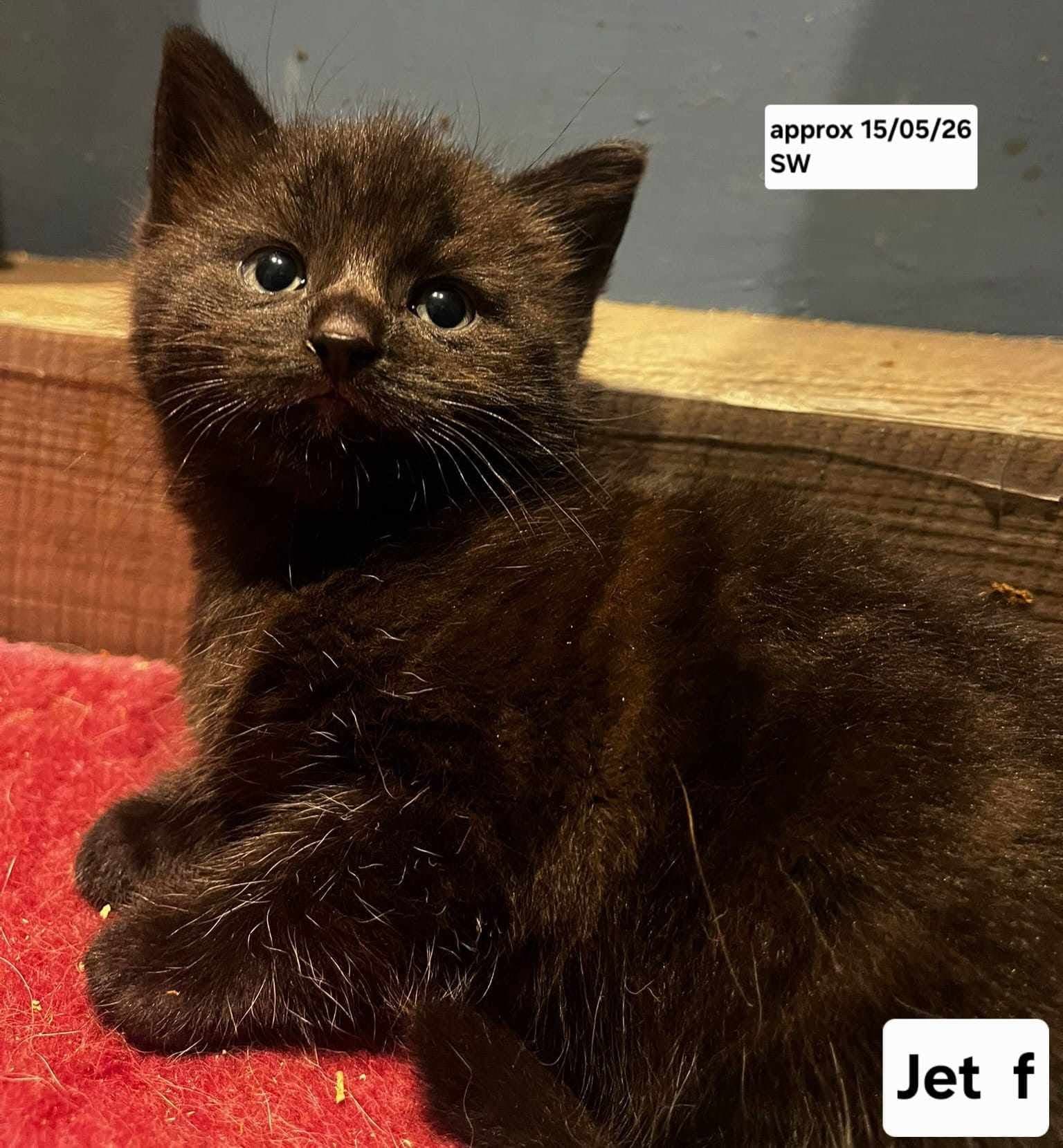 Jet