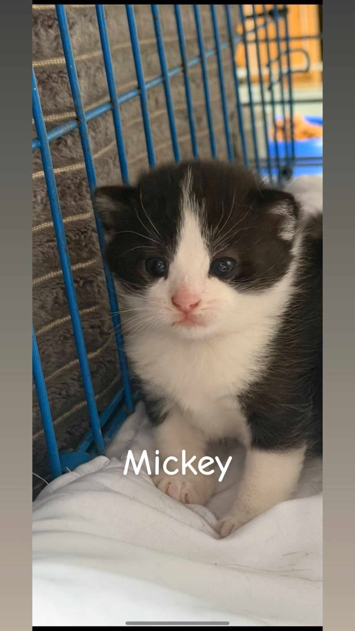 Mickey