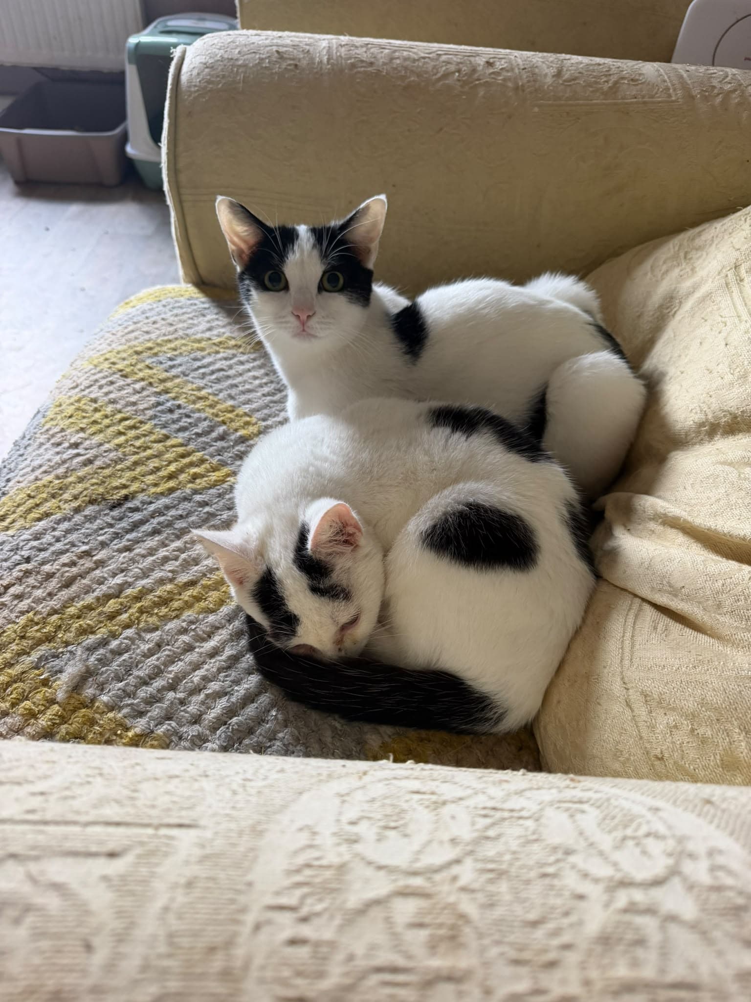 Simba Female & Nemo Male