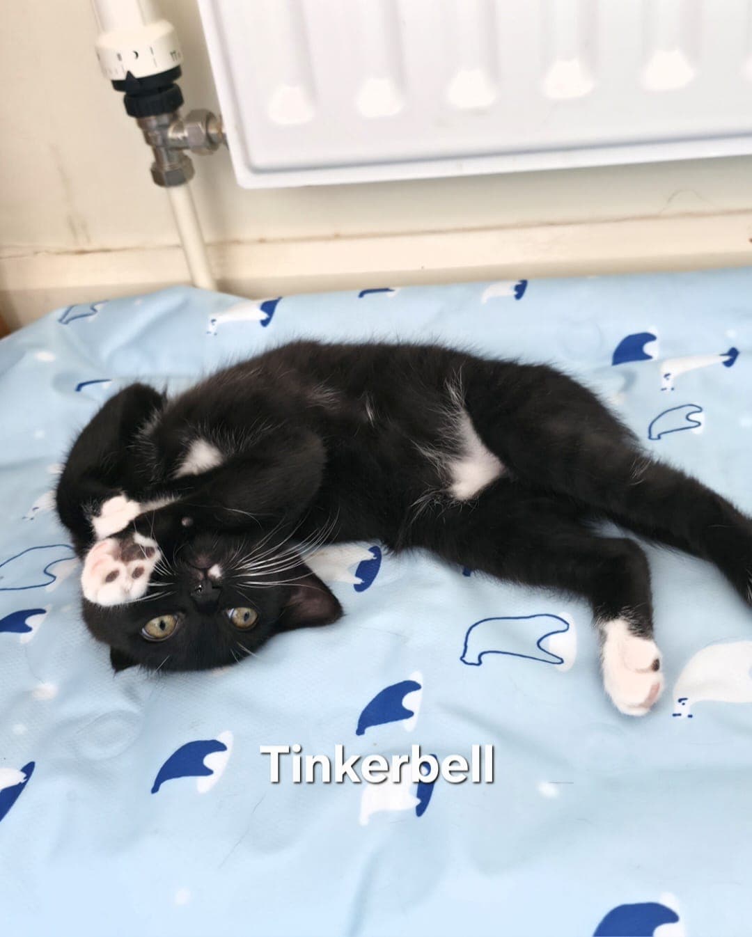 Tinkerbell