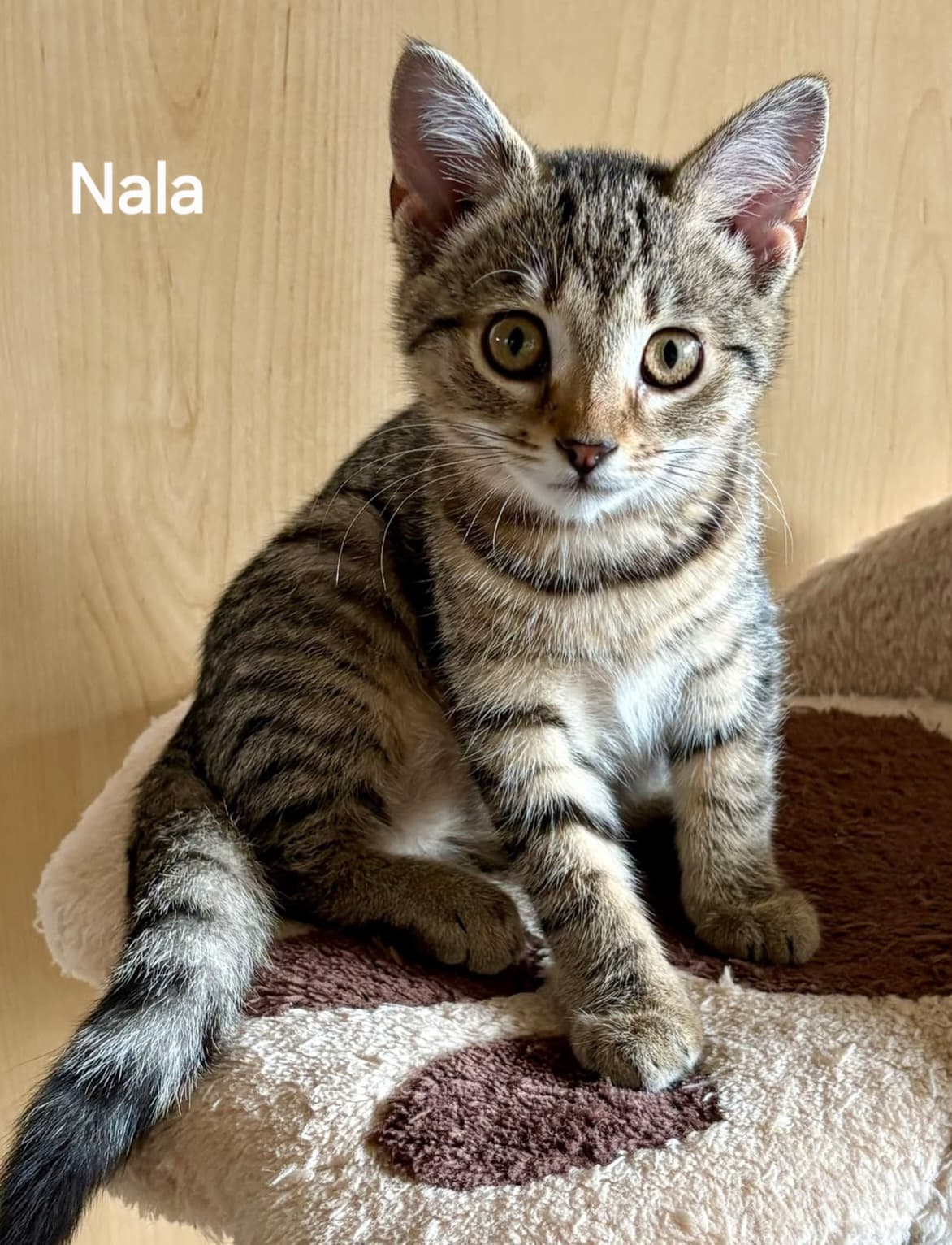 Nala