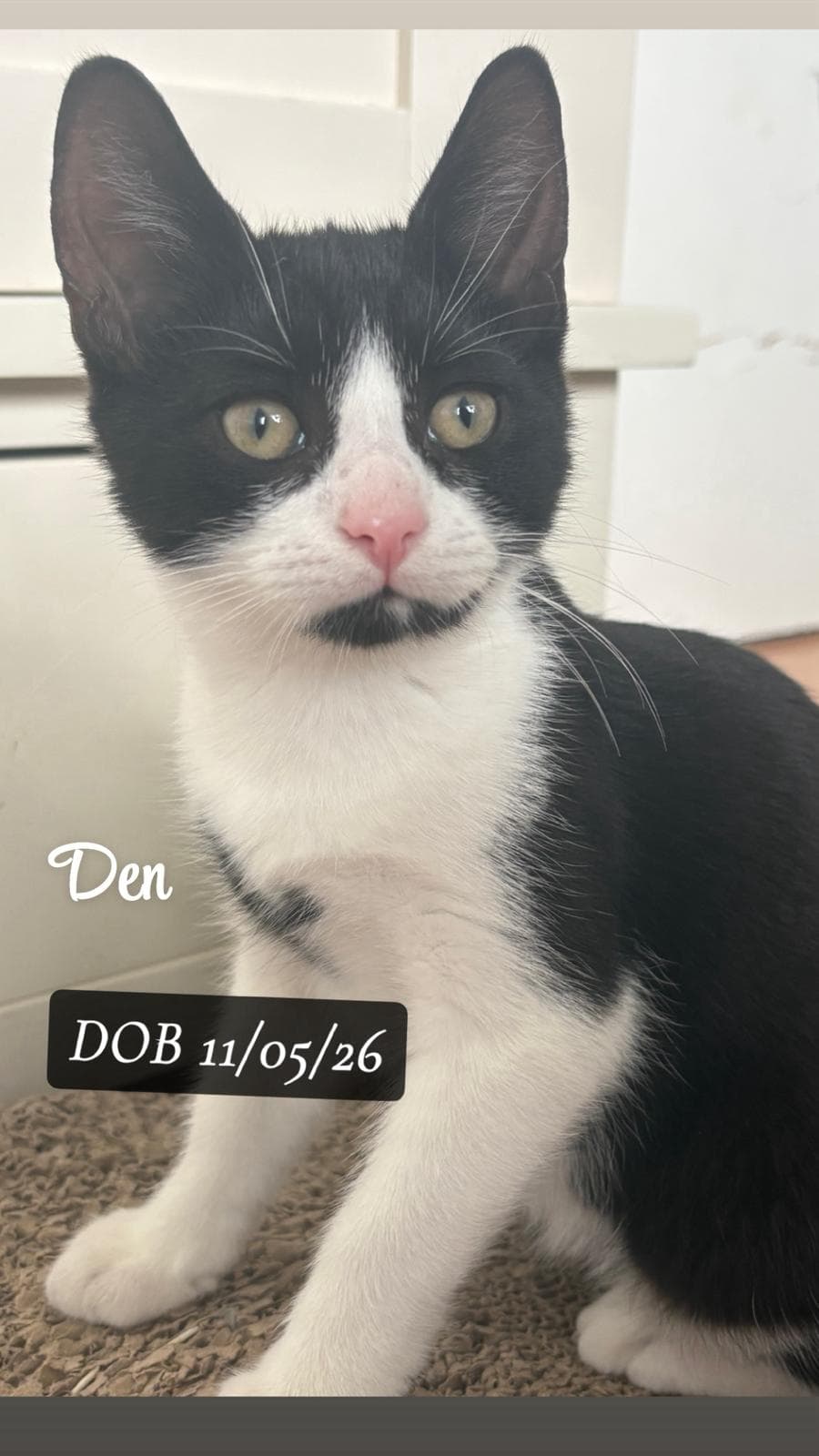 Dan (K/L)