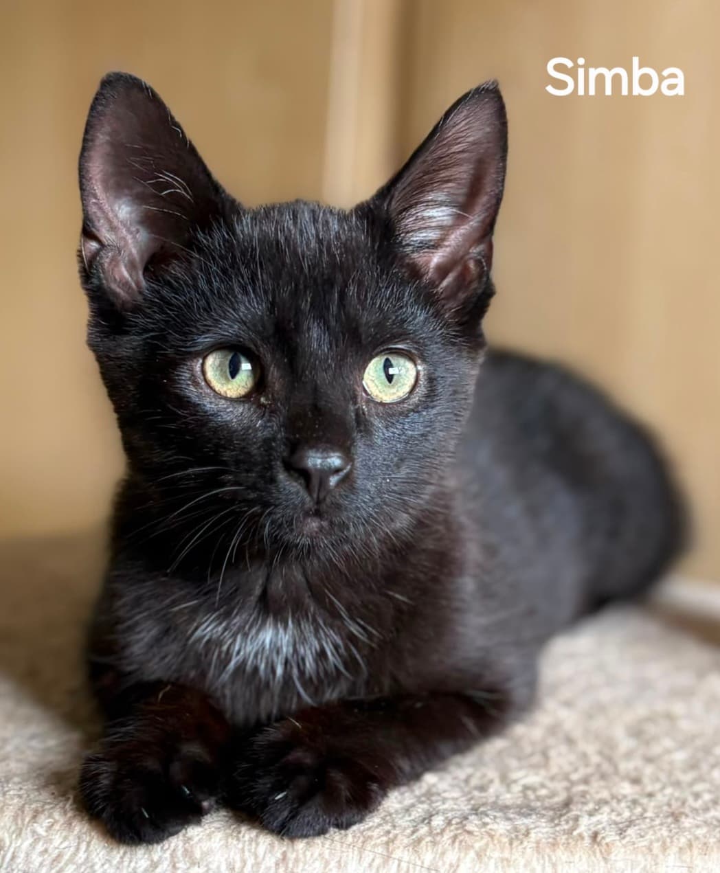 Simba