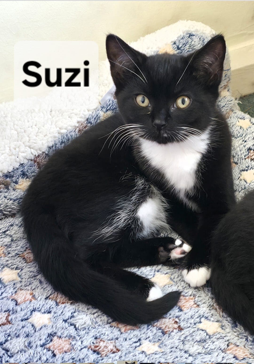 Suzi