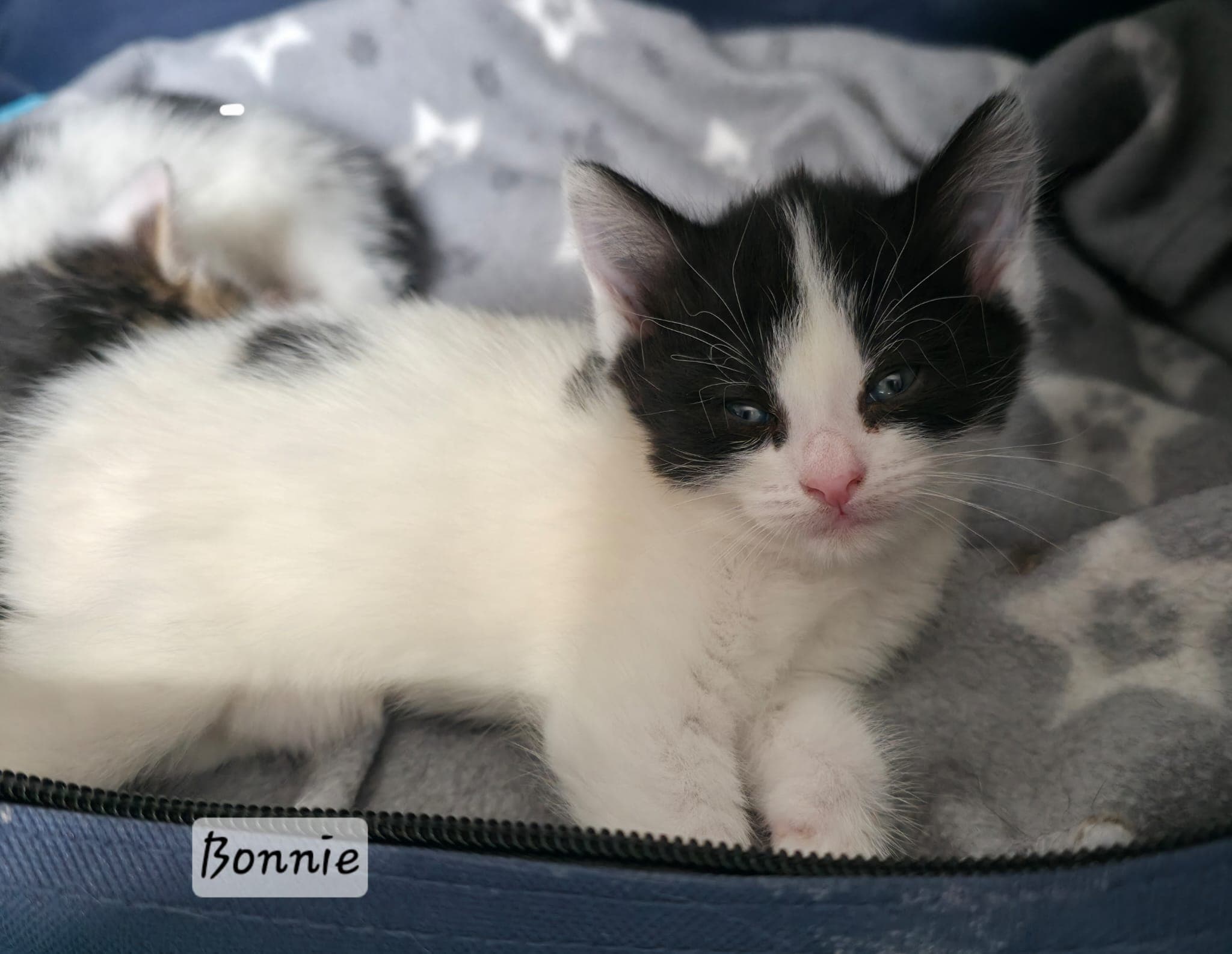 Bonnie