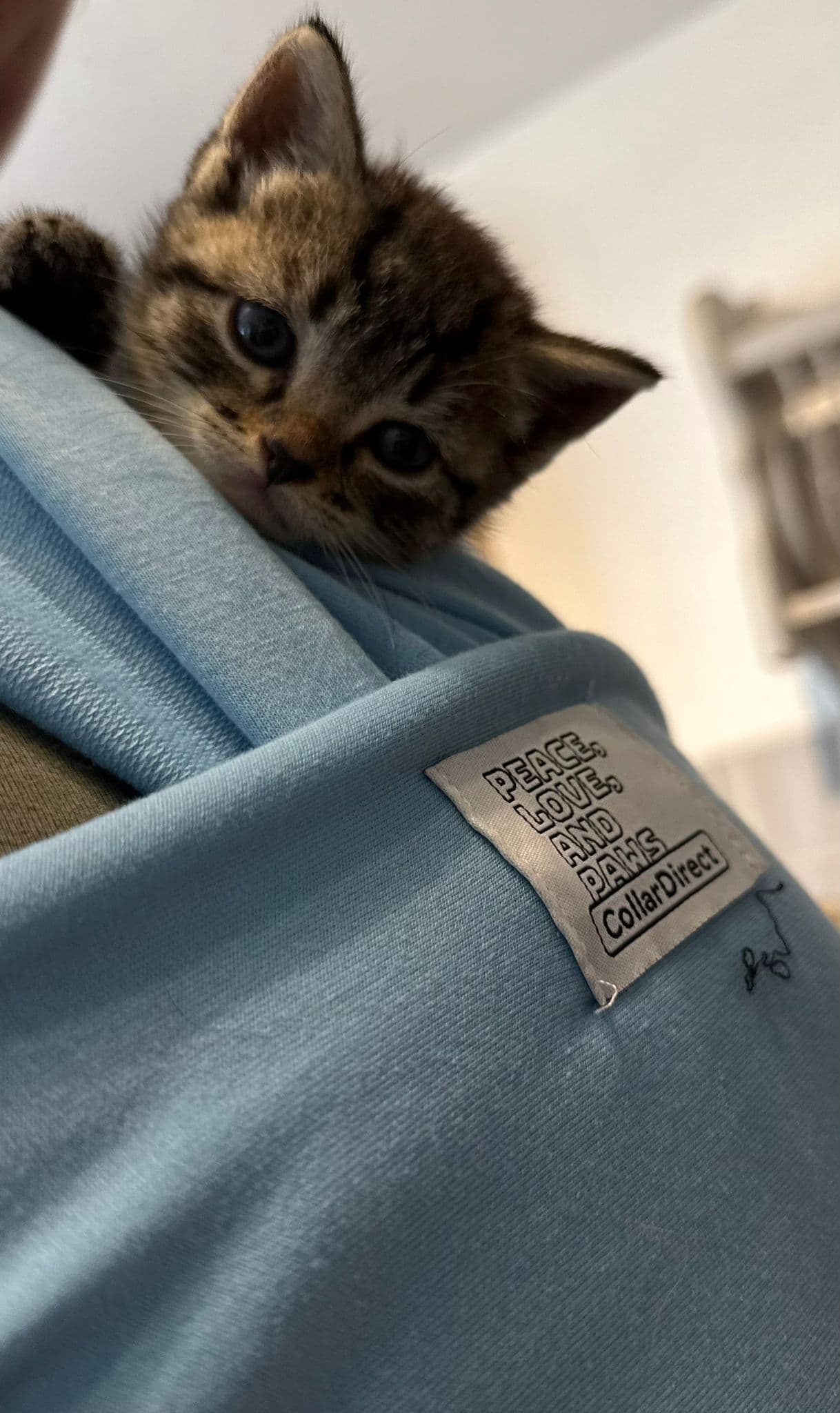 Simba. (DS)