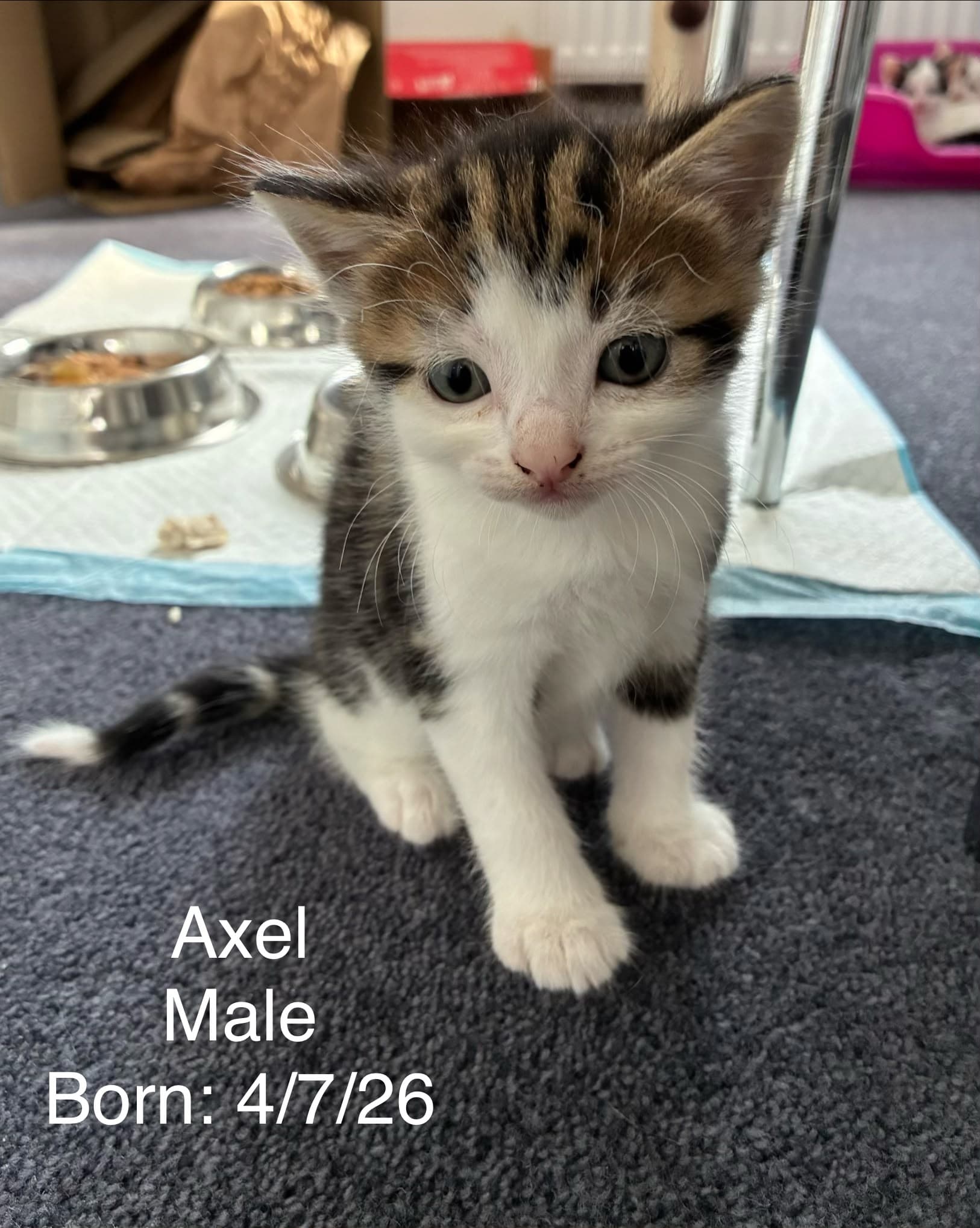 Axel