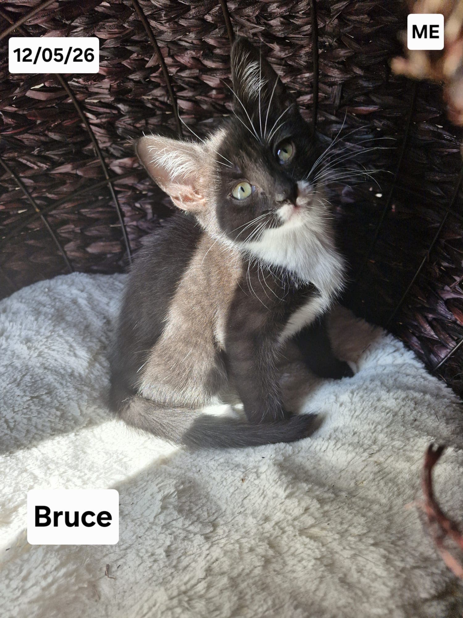 Bruce