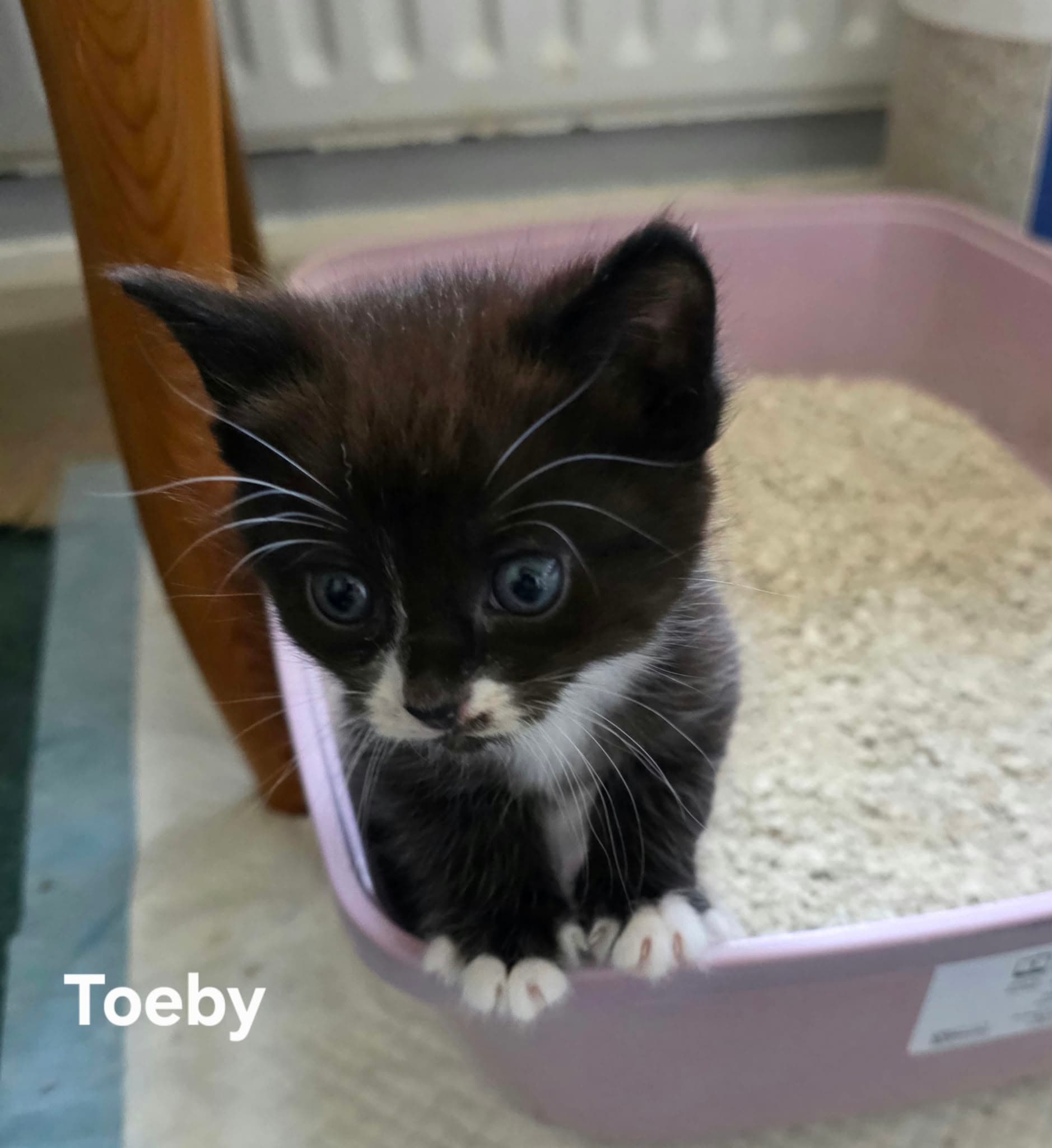 Toeby ABL
