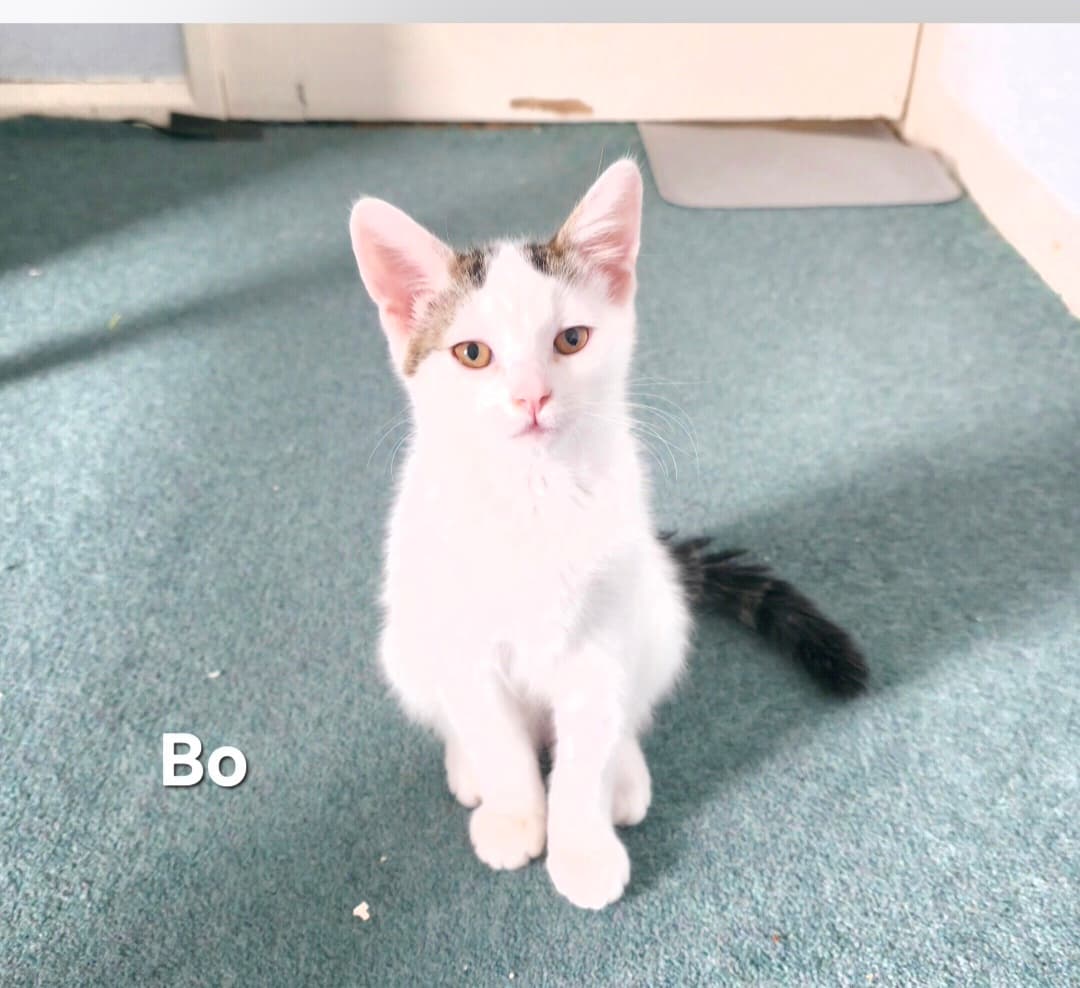 Bo (ABL)