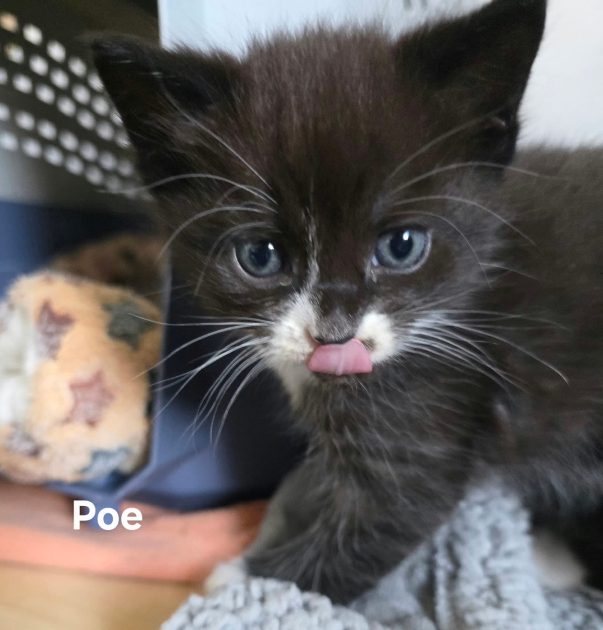 Poe ABL