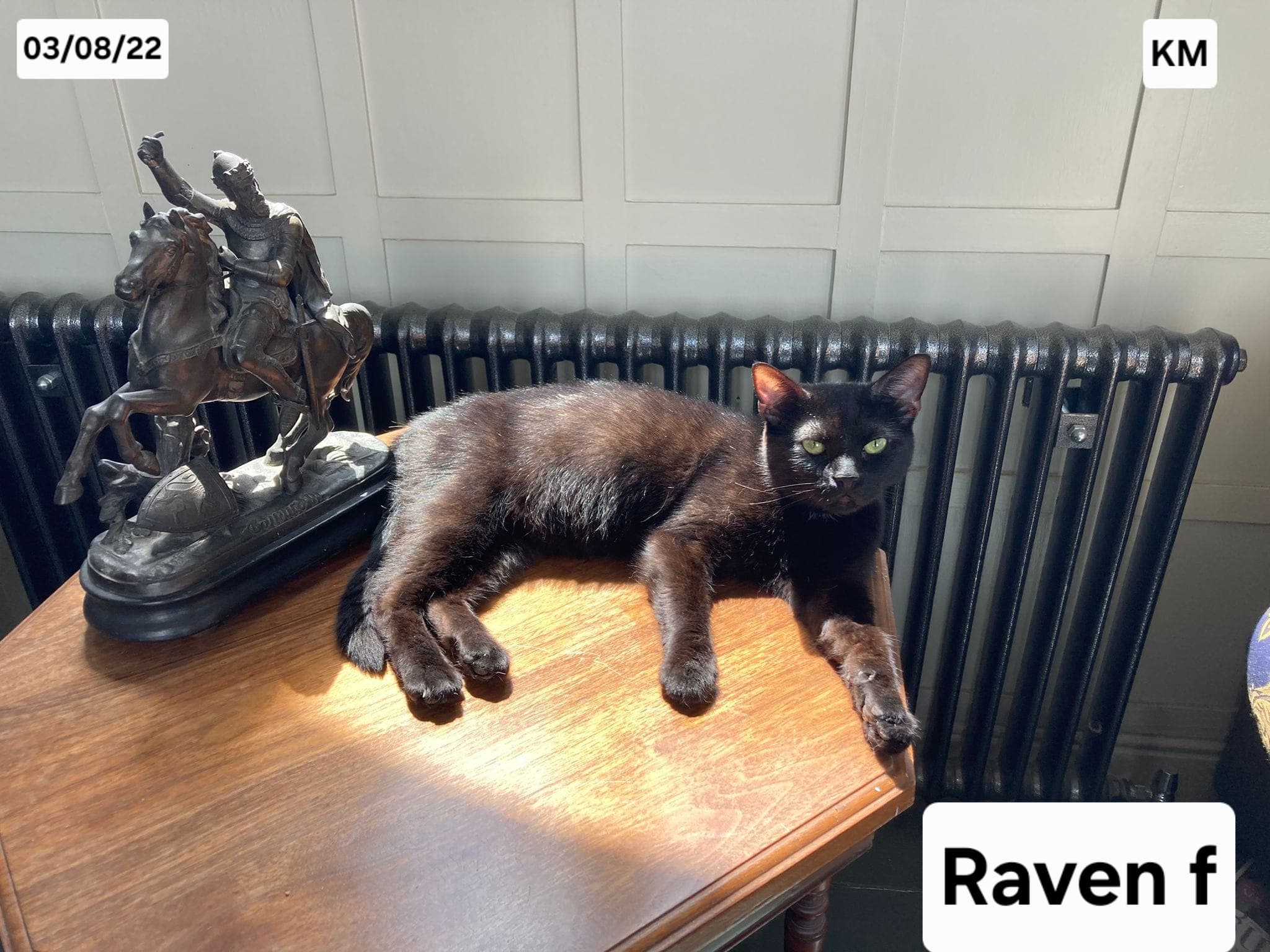 Raven