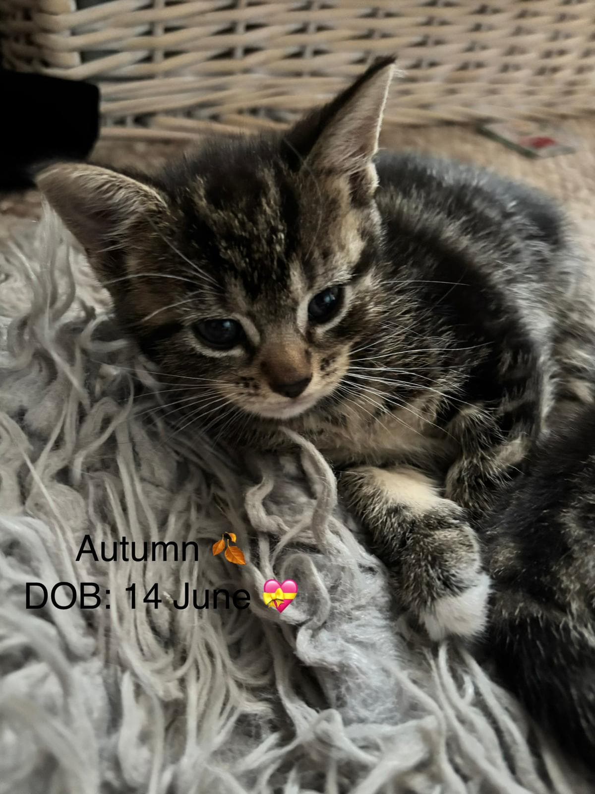 Autumn