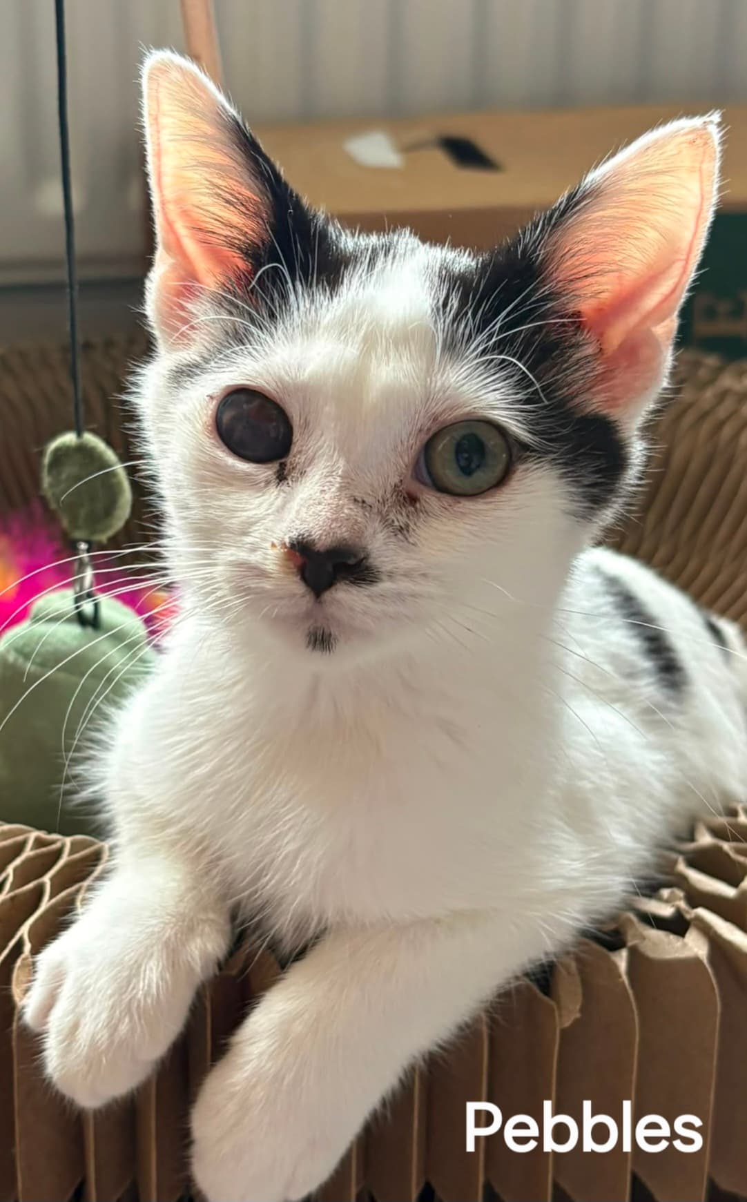 Pebbles. (LH)