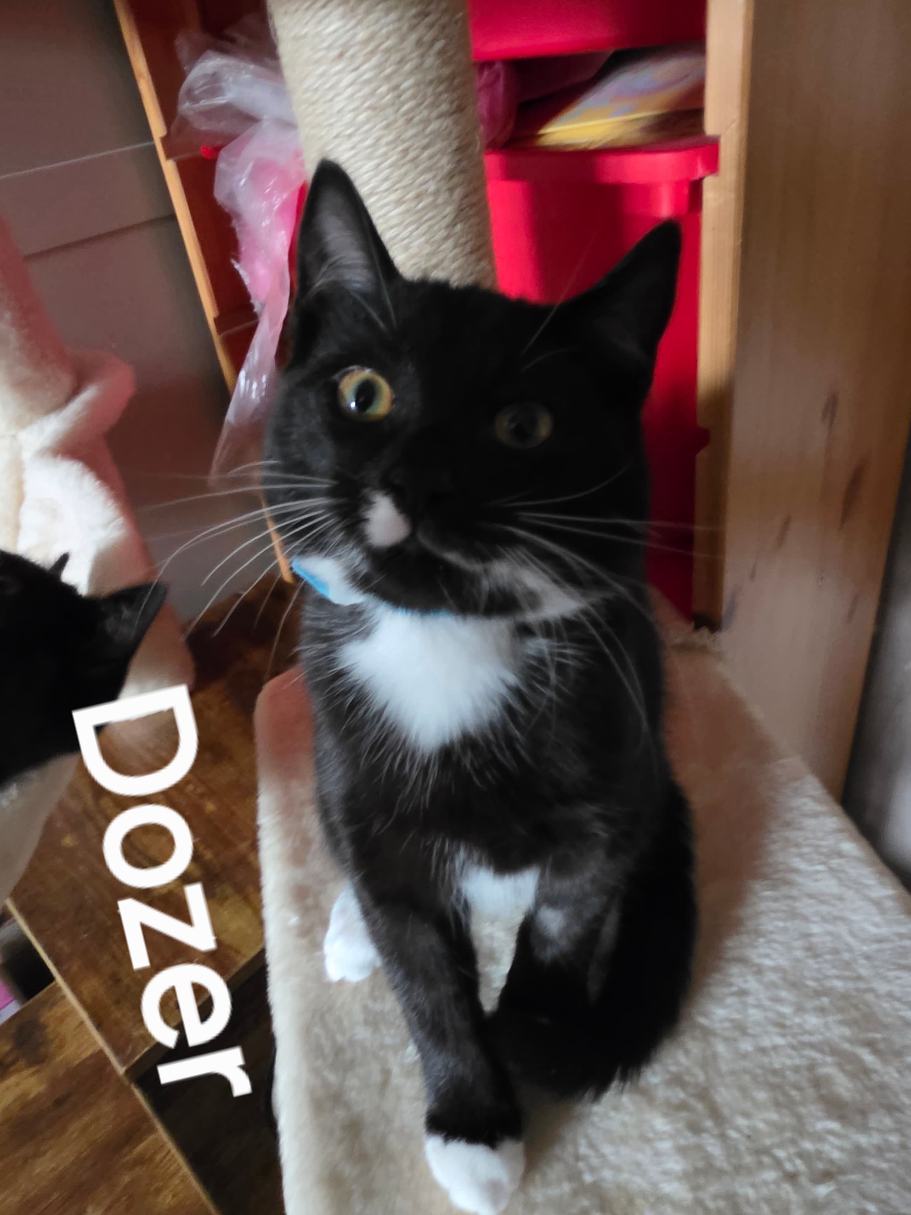 Dozer