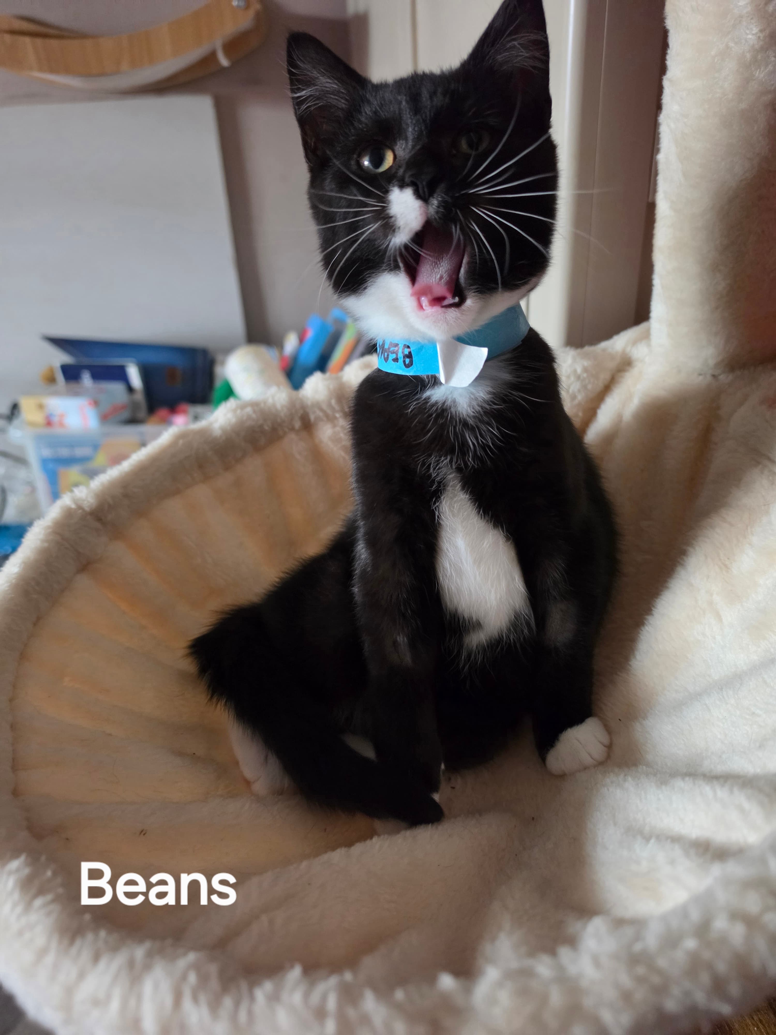 Beans