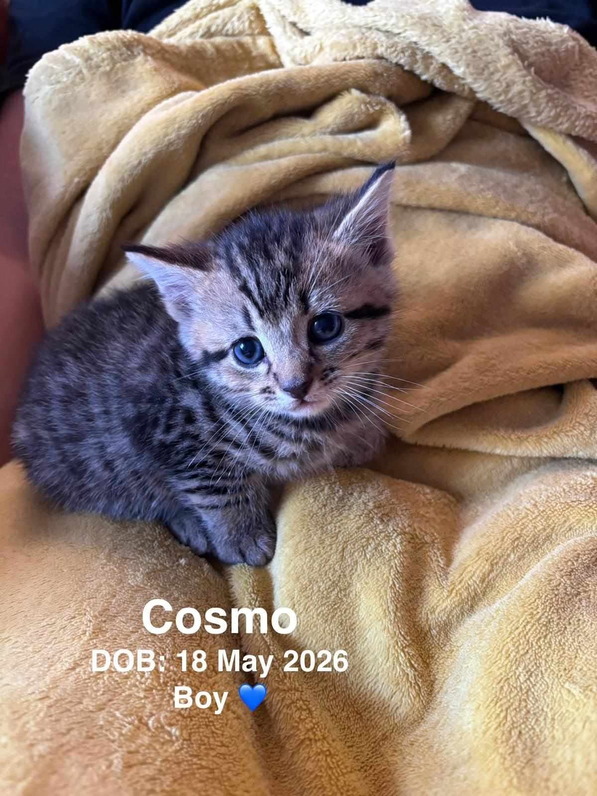 Cosmo