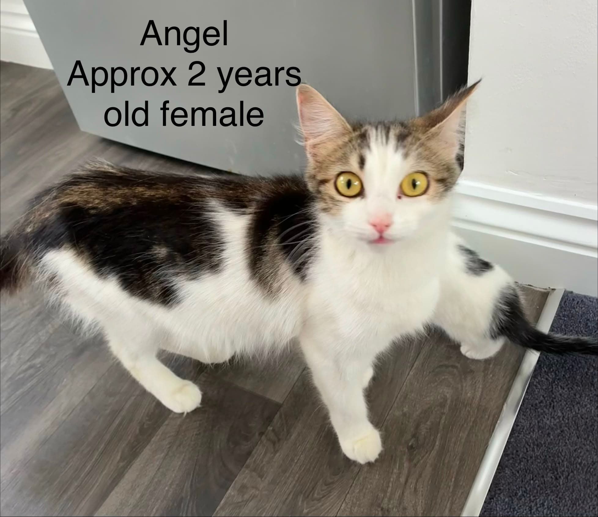 Angel (SH)