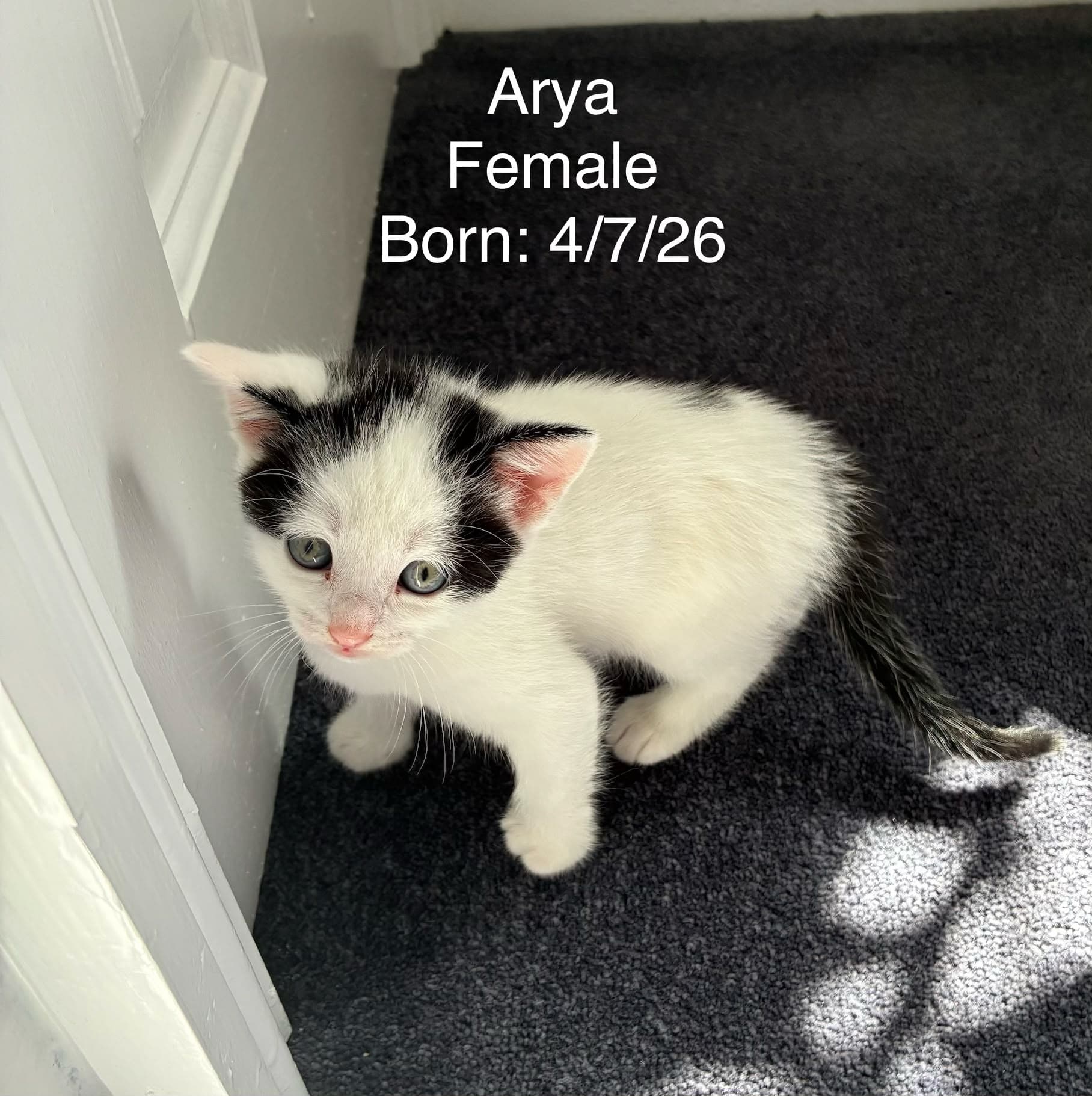 Arya /Shere