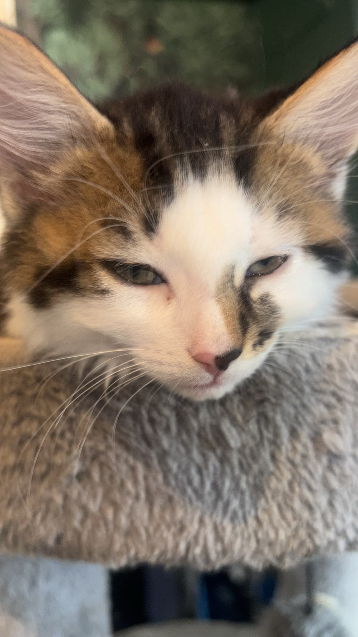 Fluffenstien (SC)