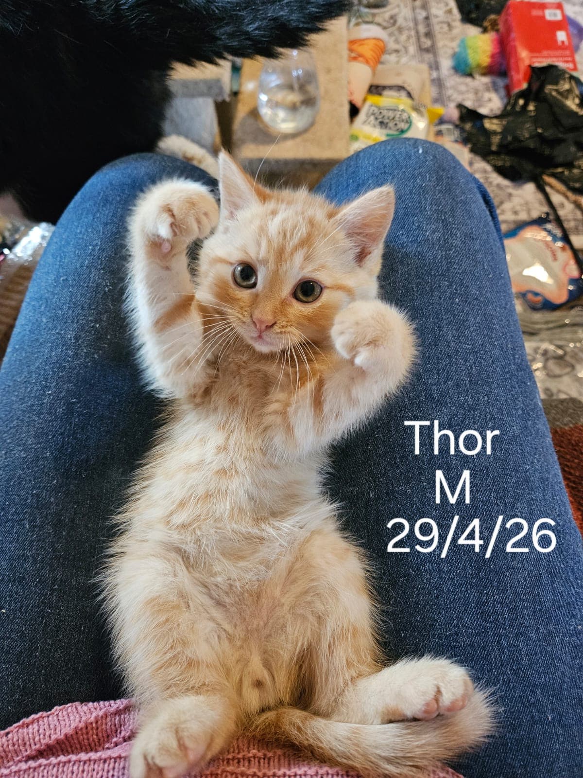 Thor