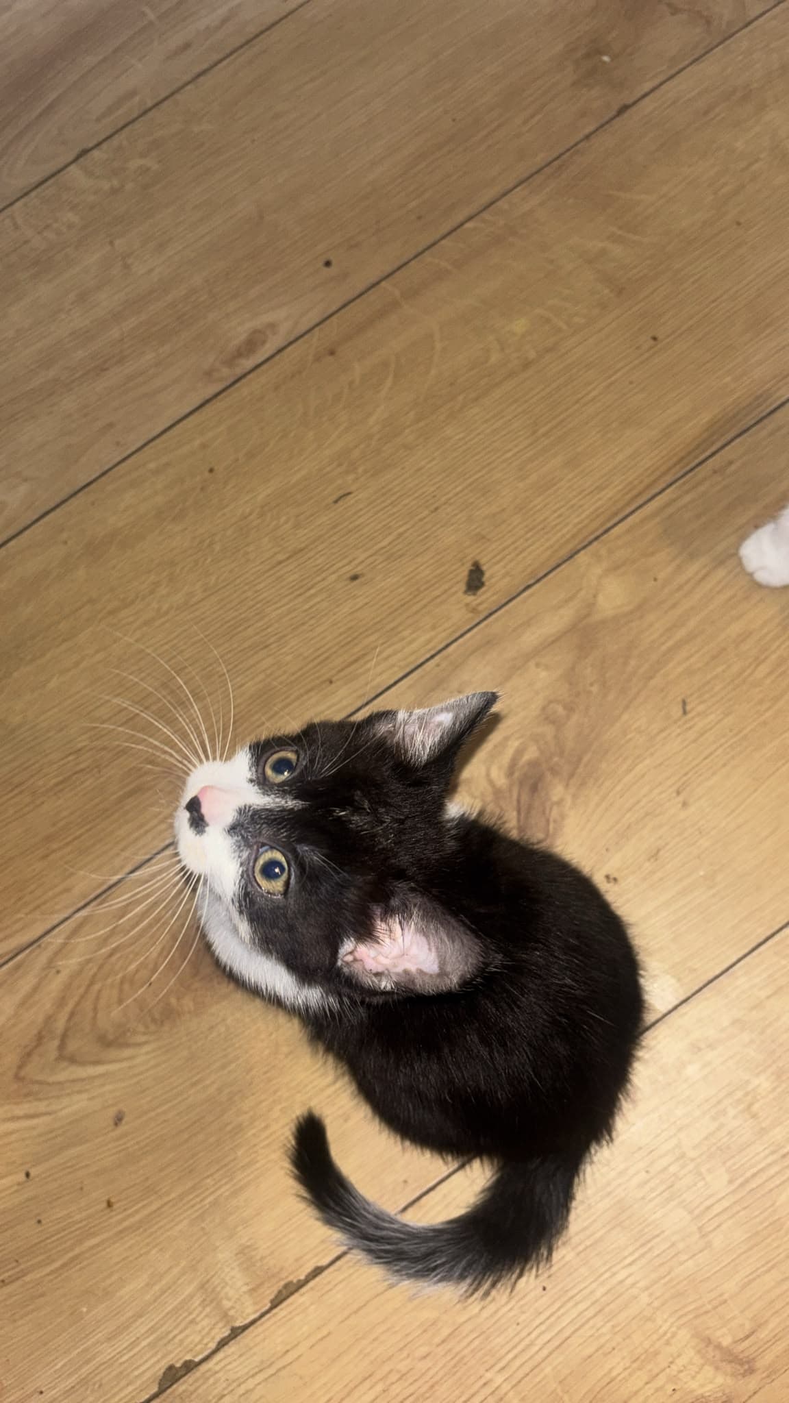 Nala. (SC)