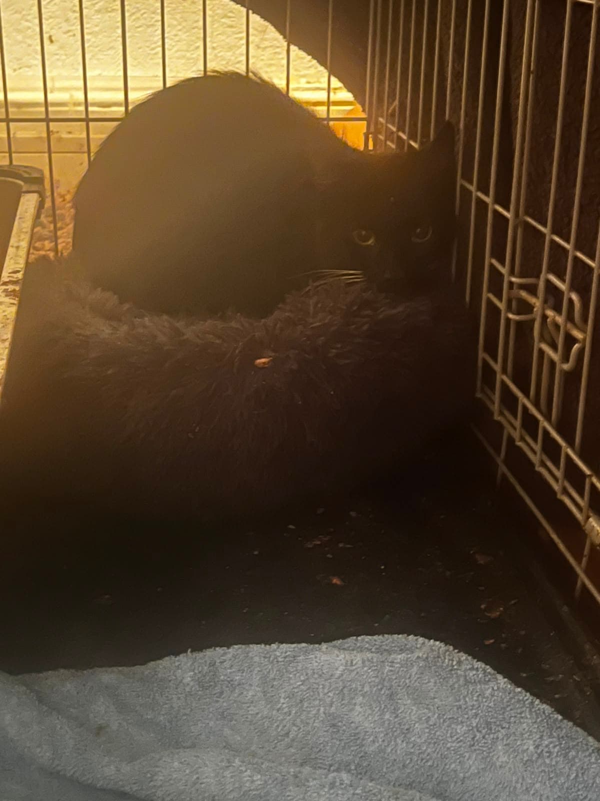 Dave (TNR)