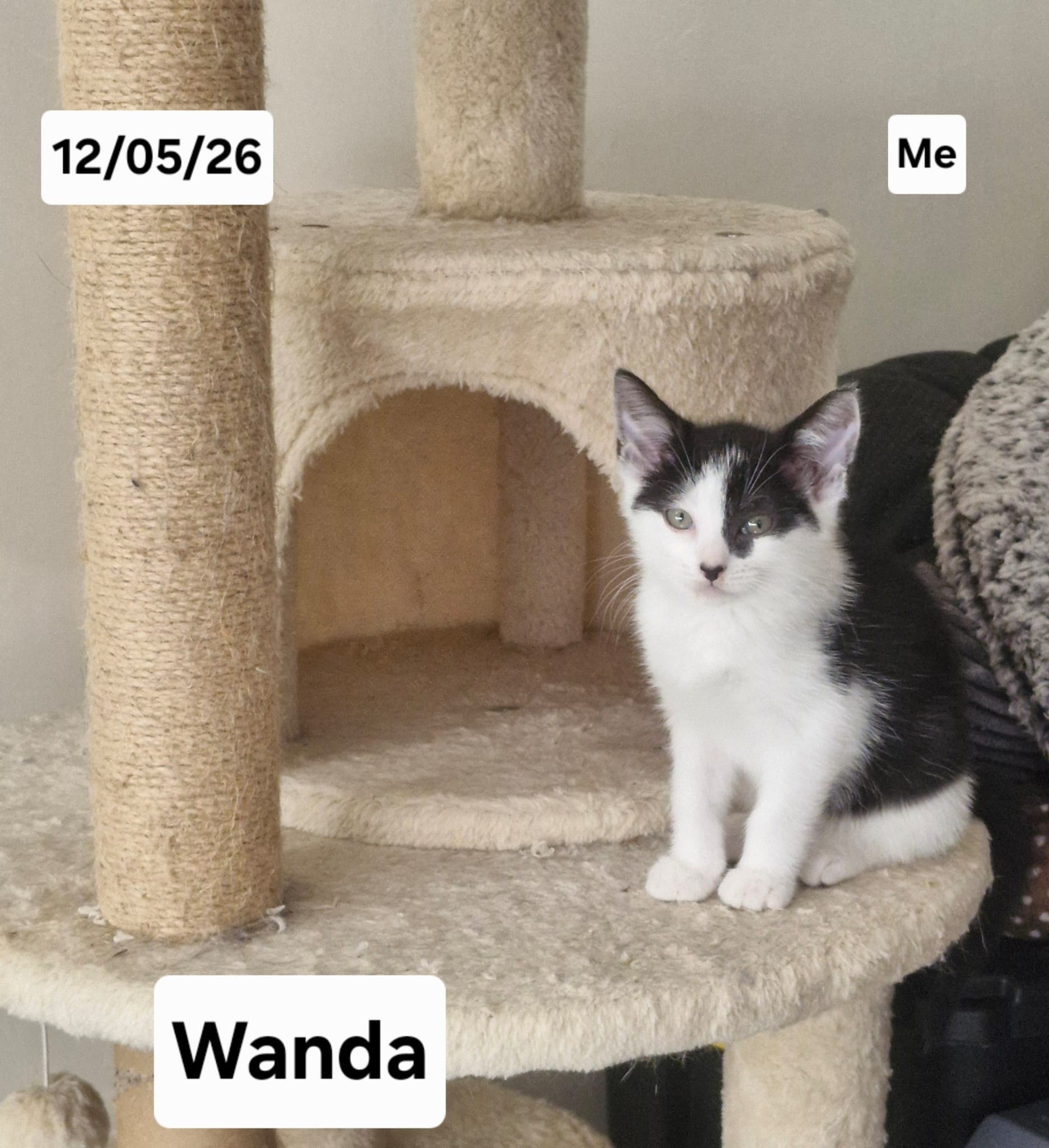 Wanda