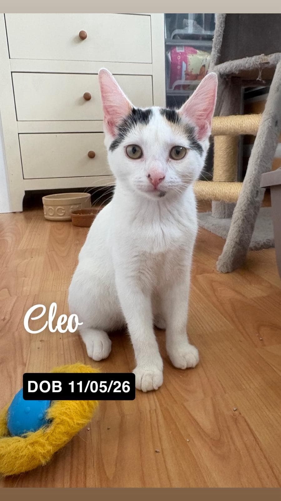 Cleo. (K/L)