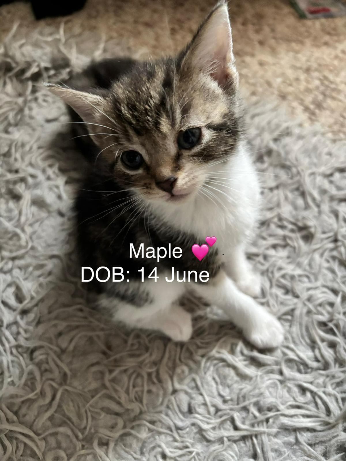 Maple. (VS)