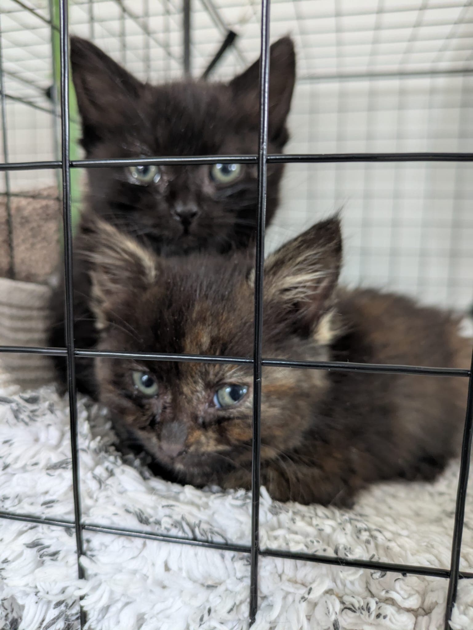 Lady Edith & Lady Sybil - Bonded Pair (DE) /Di