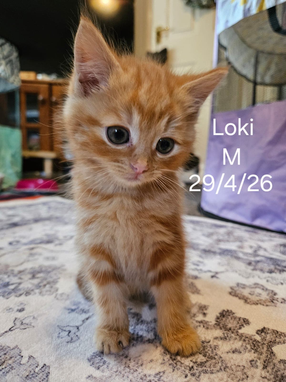 Loki