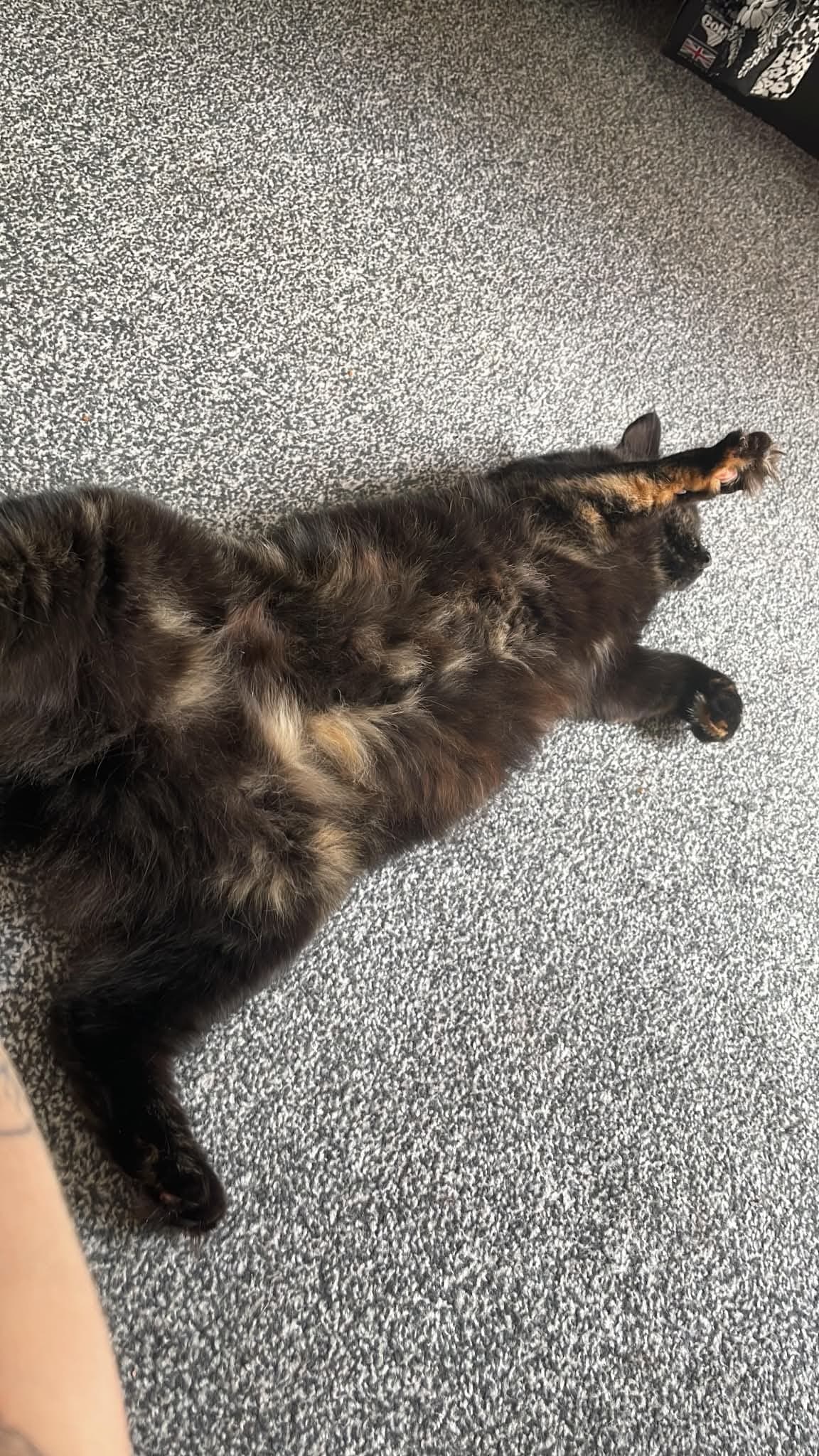 Gracie