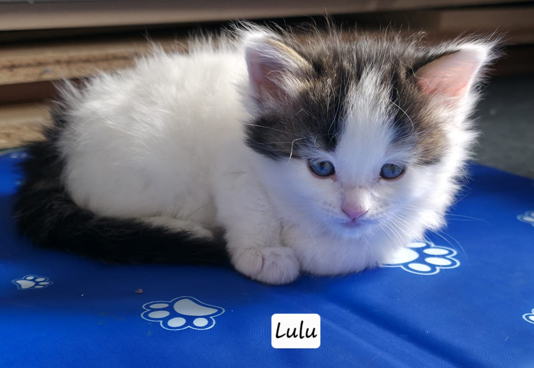 Lulu (ABL)